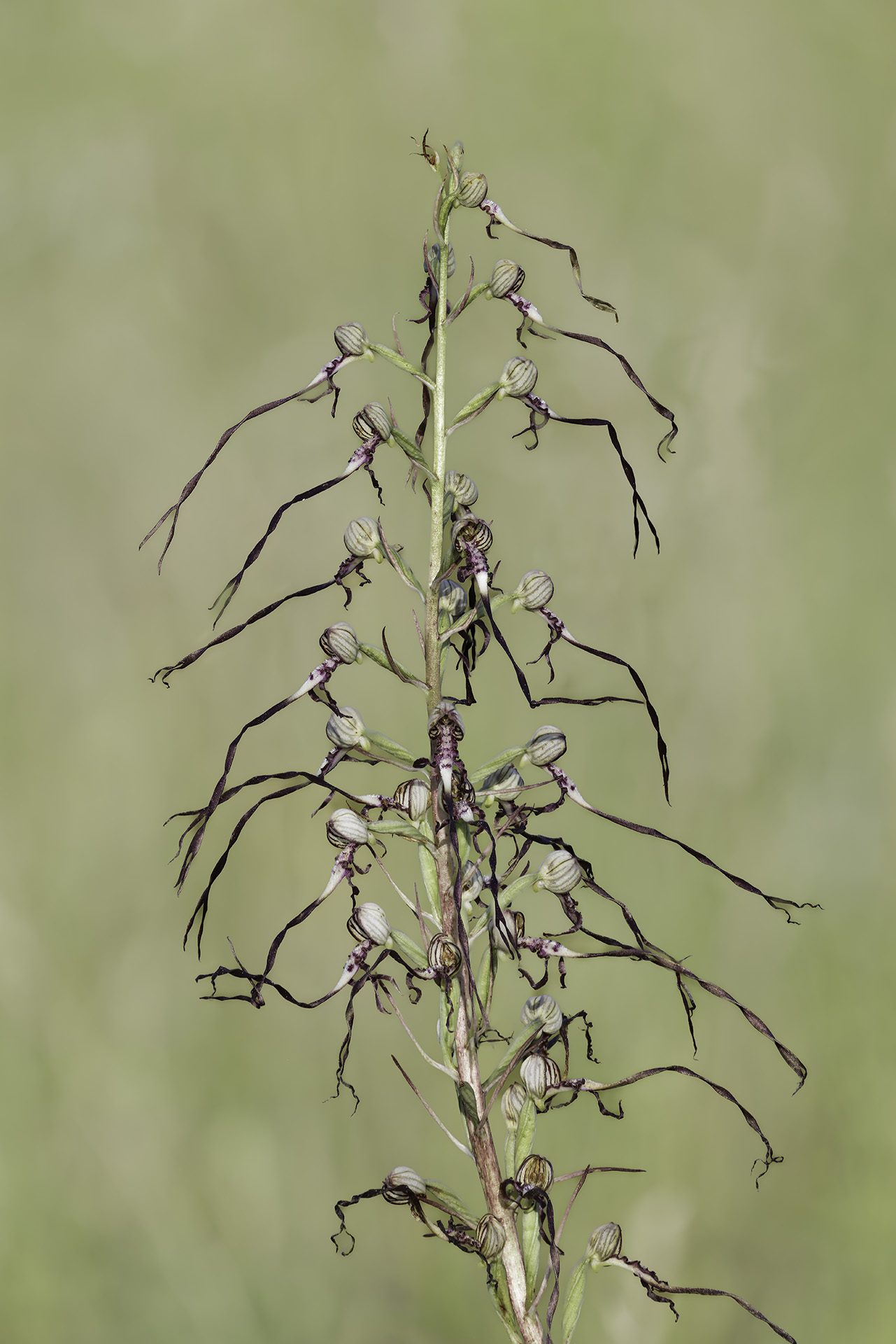 Himantoglossum adriaticum (Barbone adriatico)