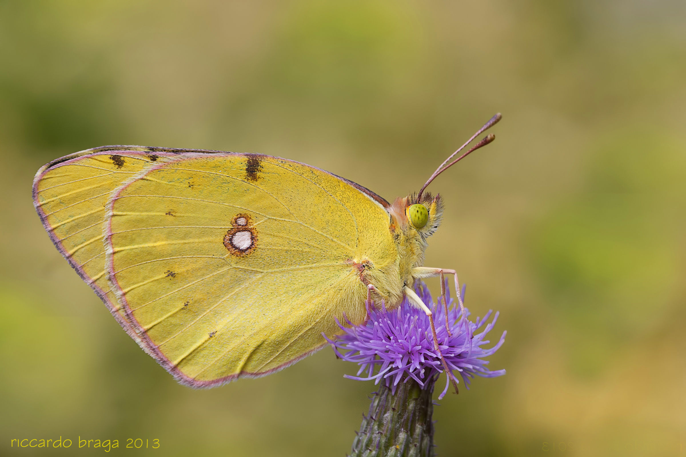 Colias crocea