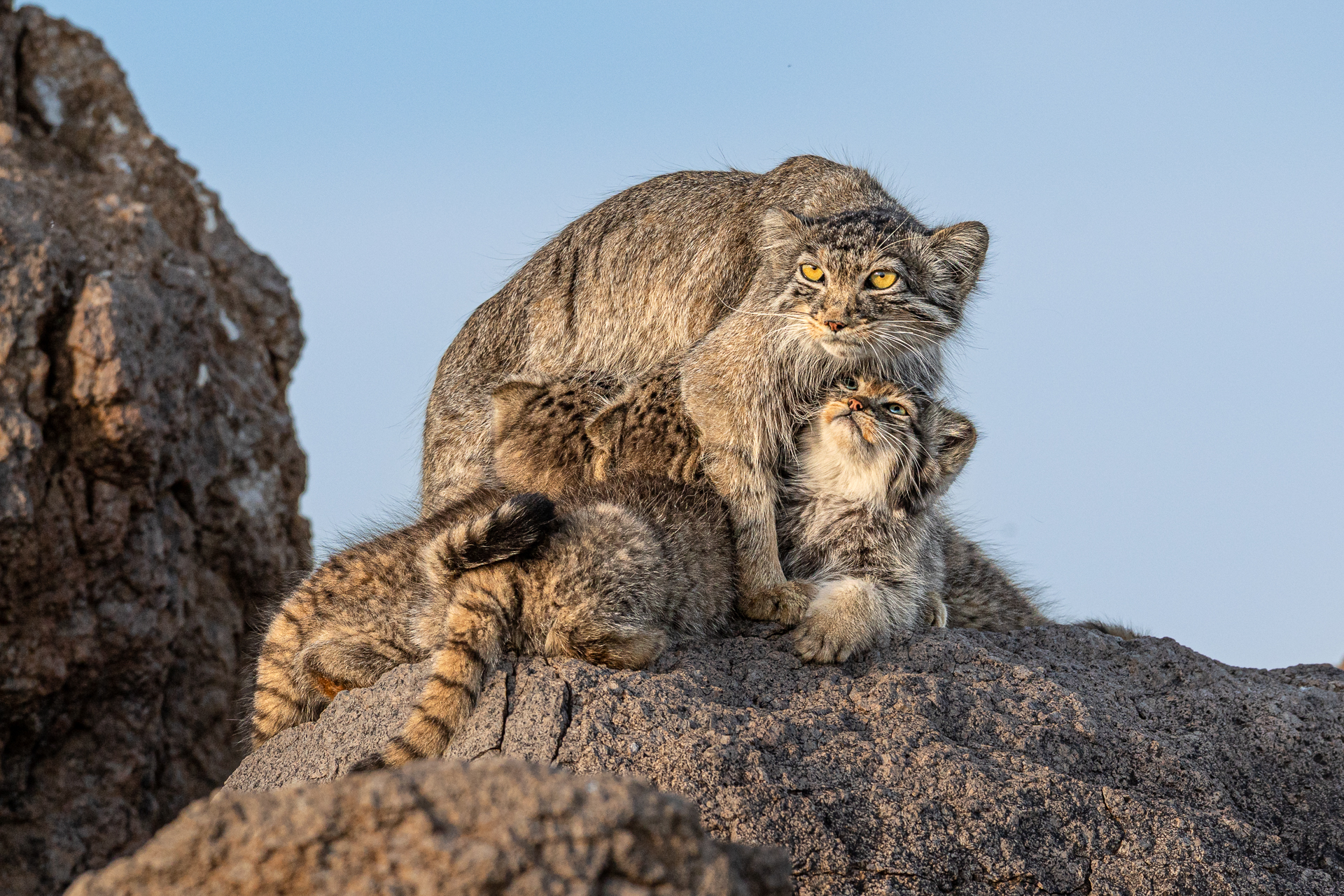 Gatto di pallas (allattamento)