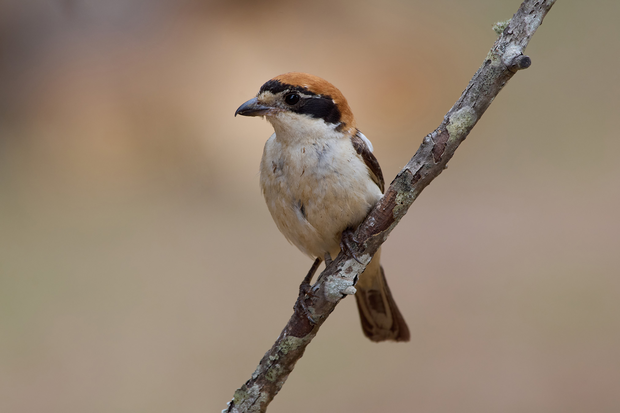 Woodchat shrike