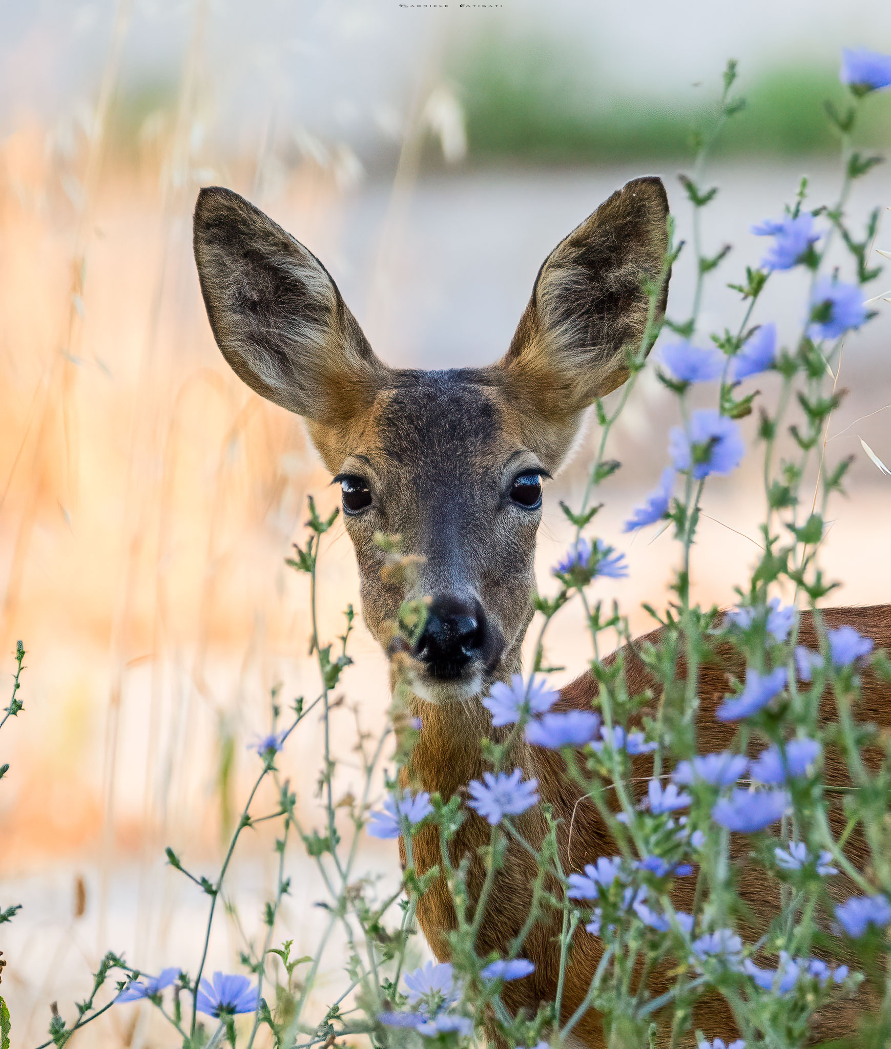 Portrait of roe deer