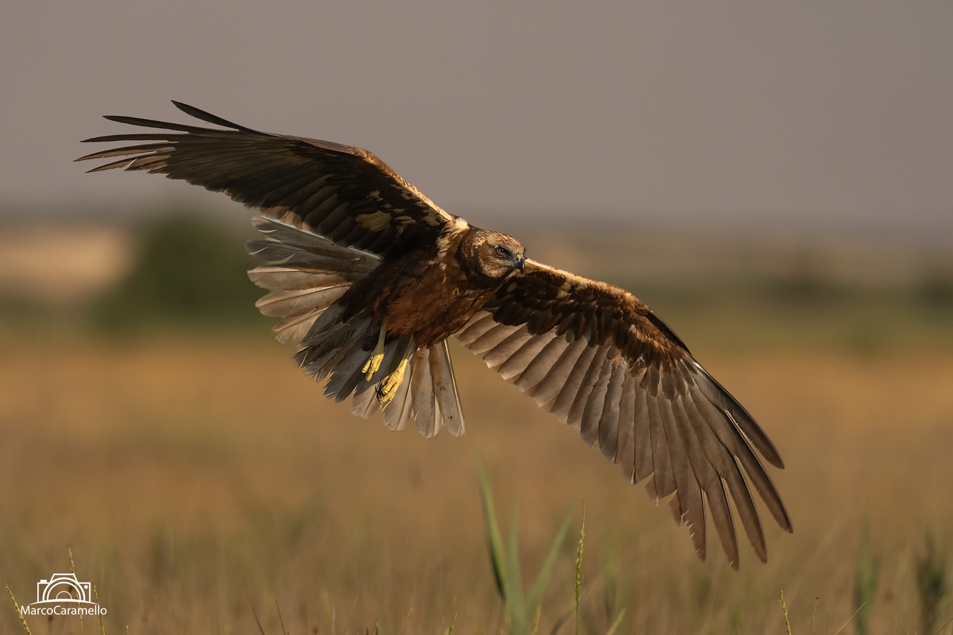 Falco di palude