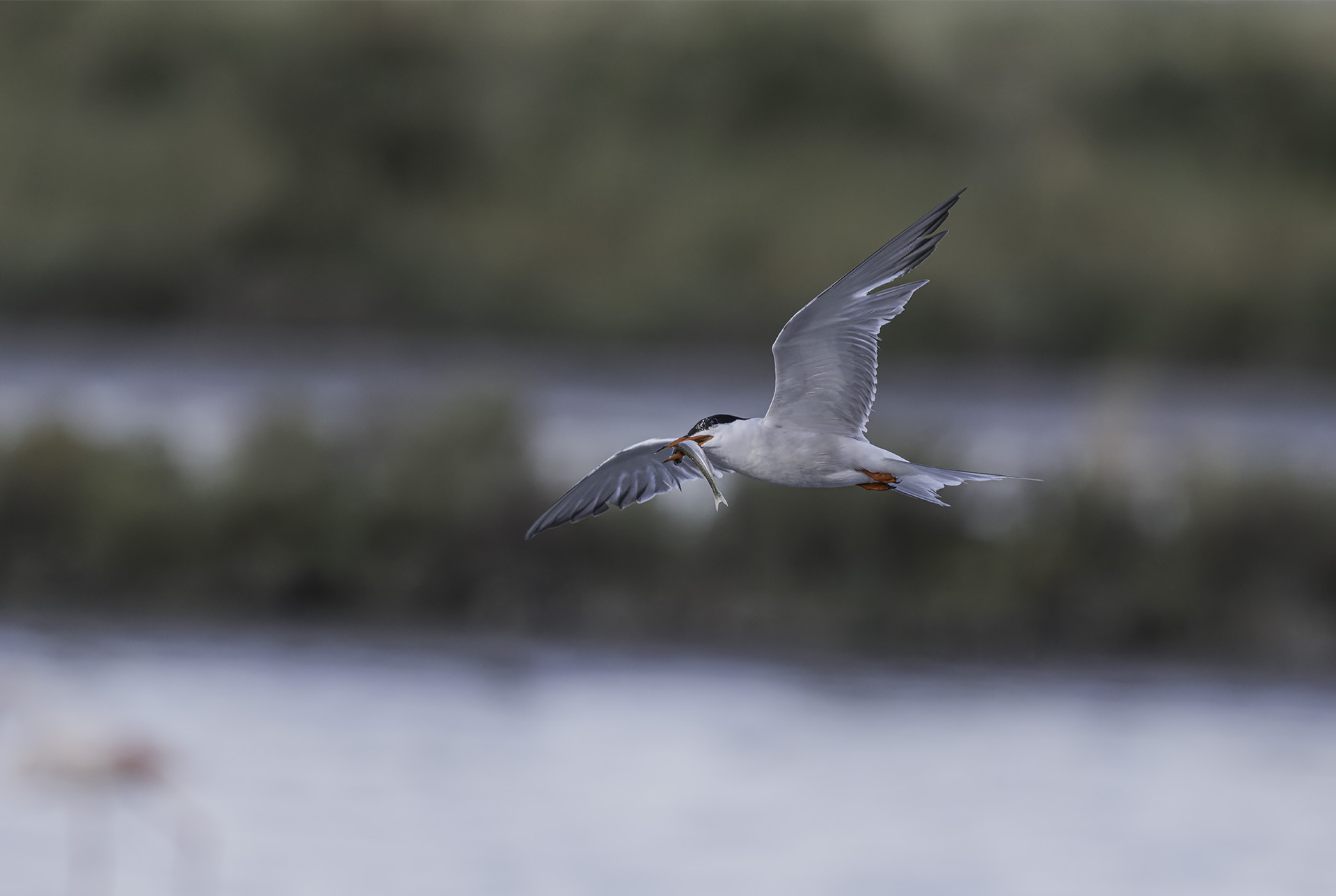 Common Tern