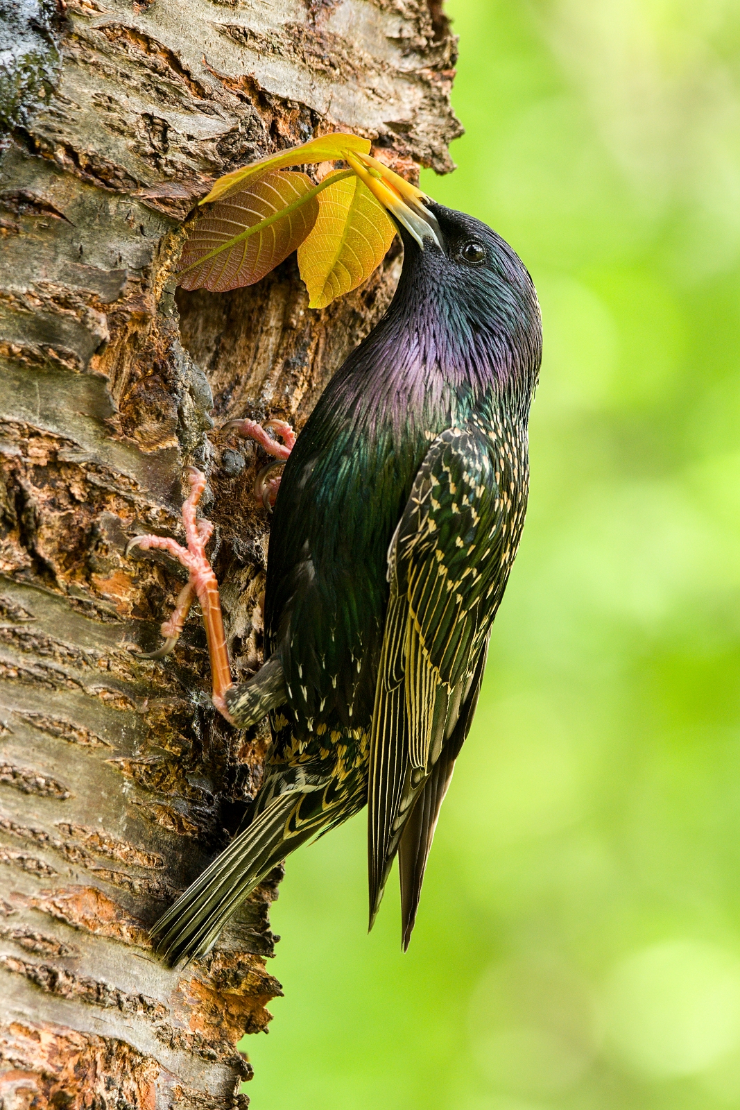 Starling