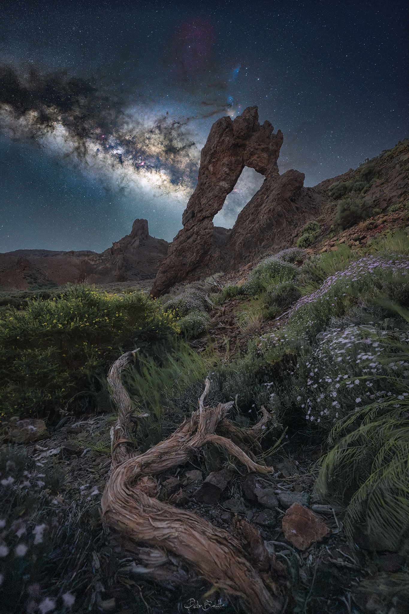 Zapato de la Reina, Tenerife