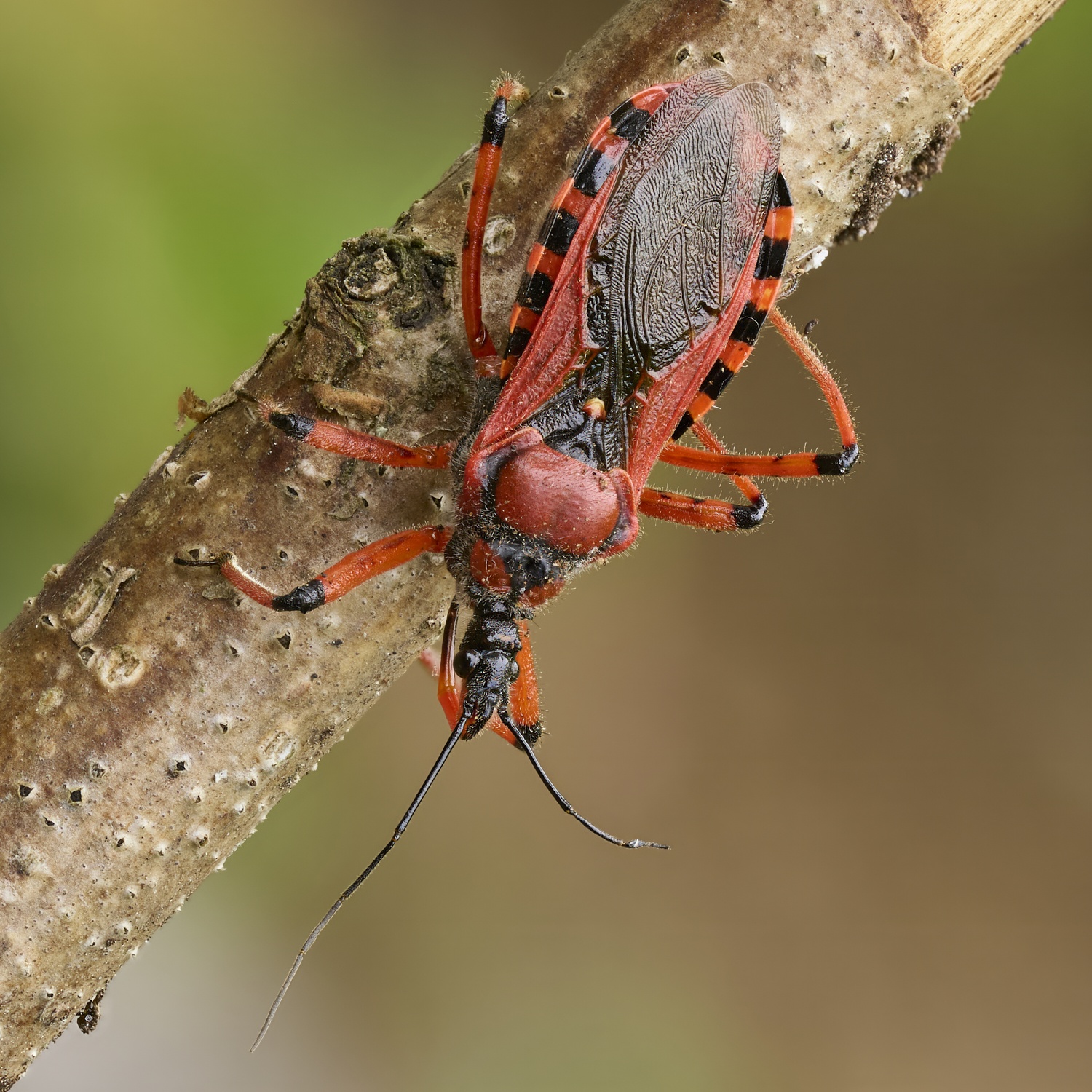 Rhynocoris iracundus