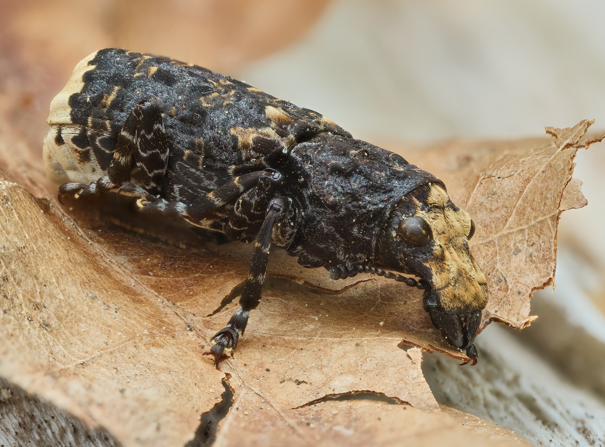 Platyrhinus resinosus