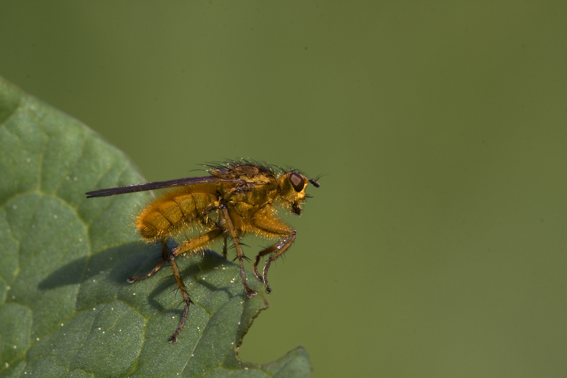 Insetto di alta montagna non identificato...