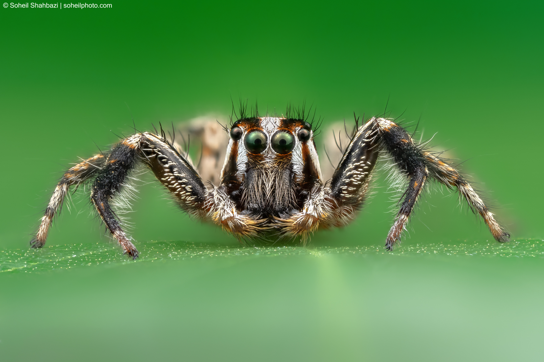 Plexippus del ragno saltatore