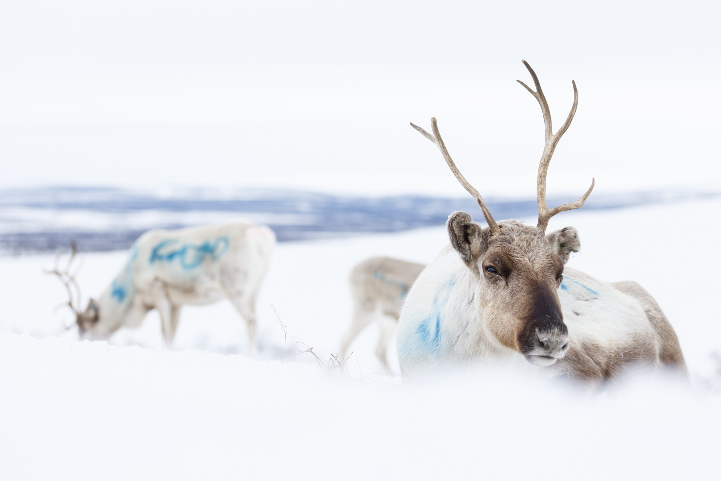 Reindeer in the snow