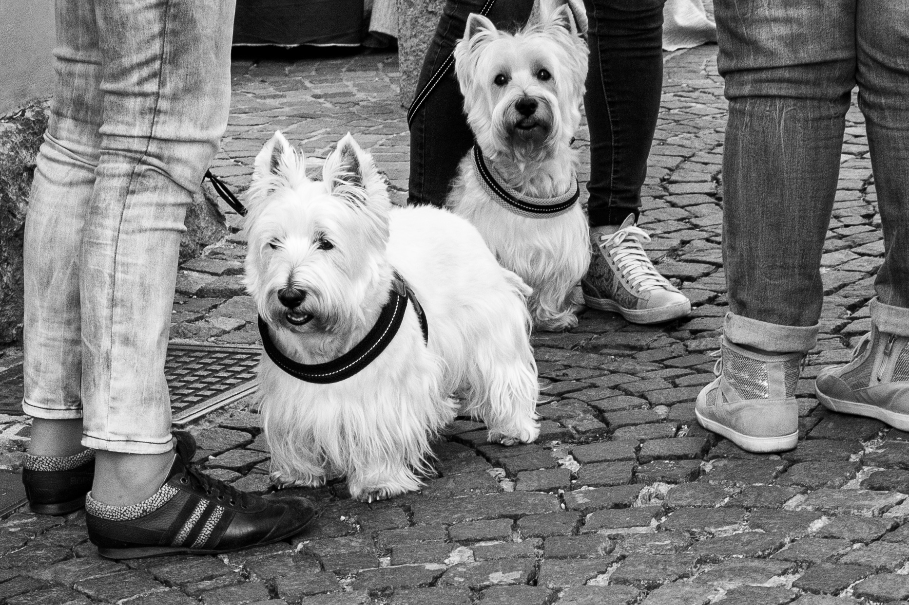 Westie