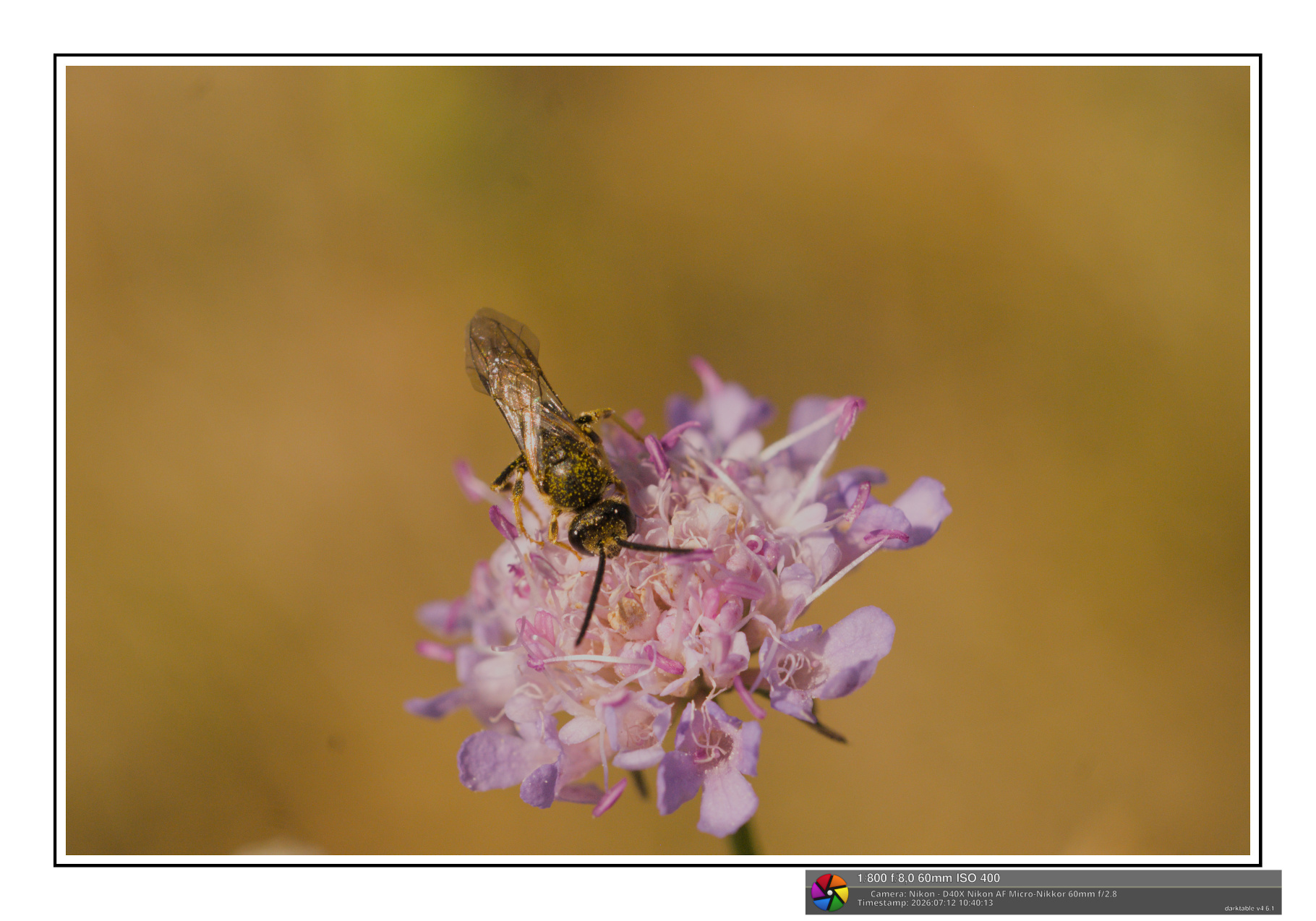 macro