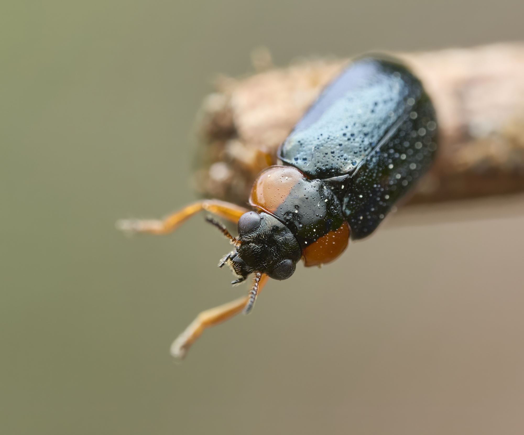 Smaragdina aurata