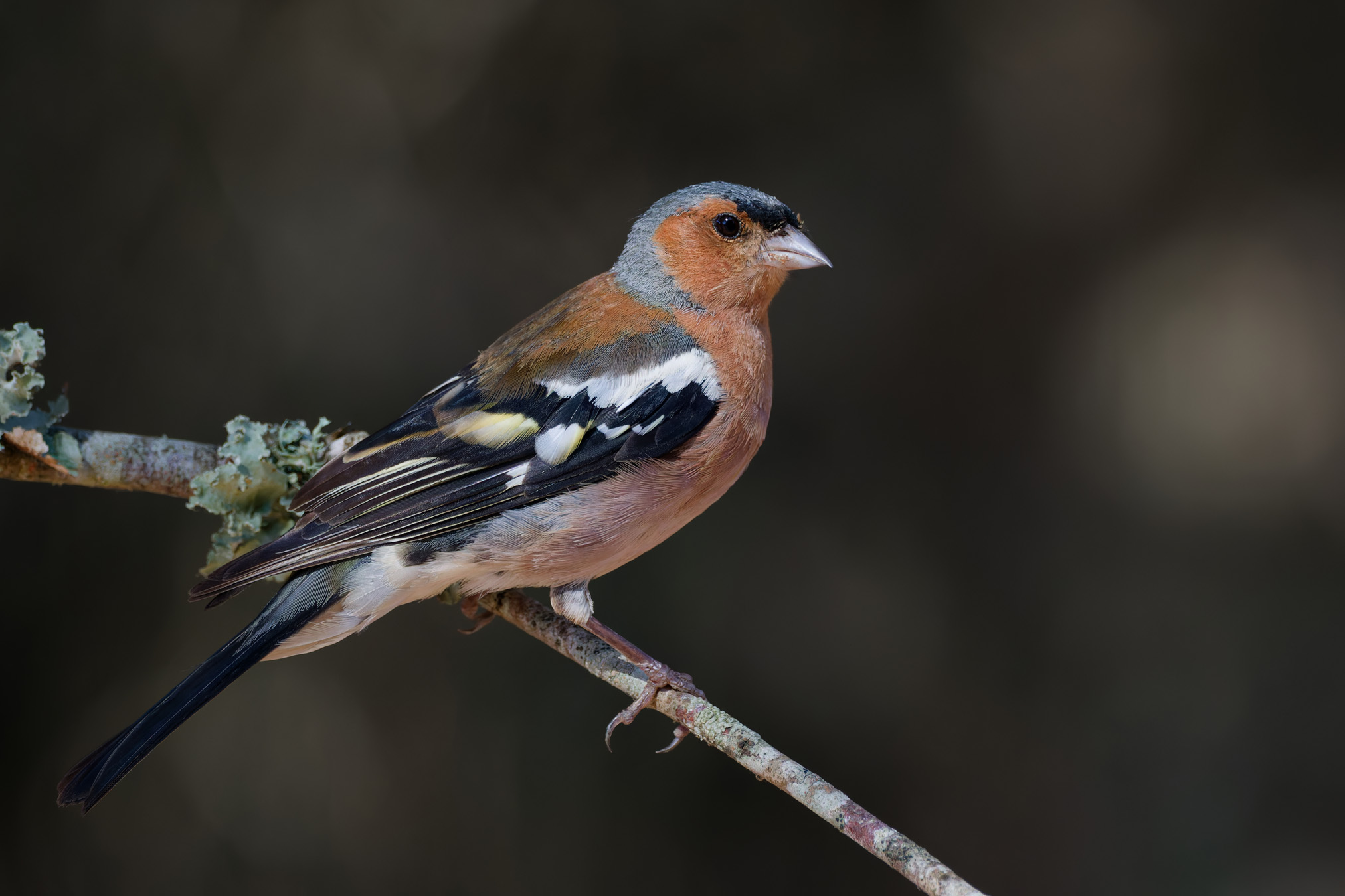 Eurasian chaffinch