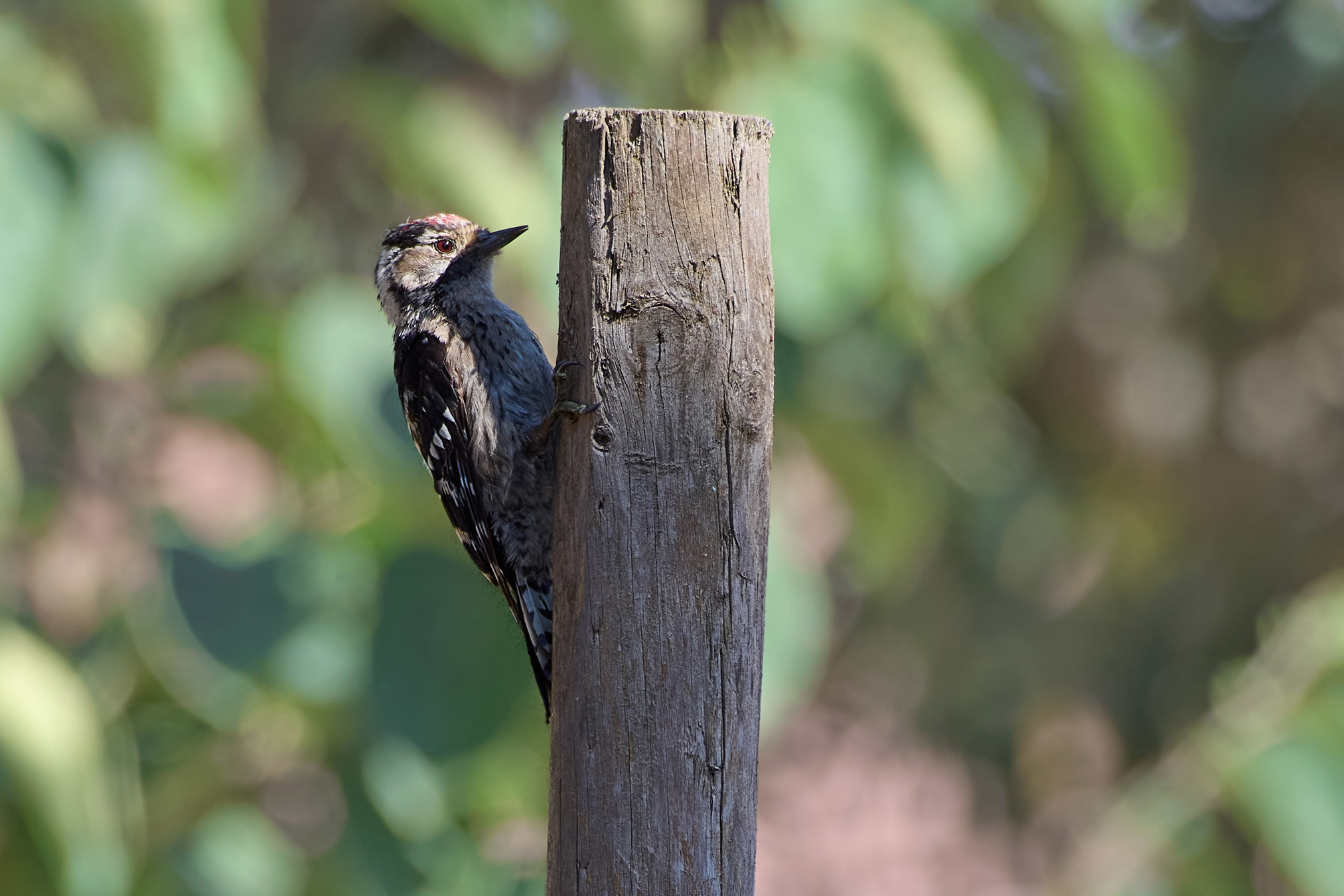 Lesser spotted woodpecker