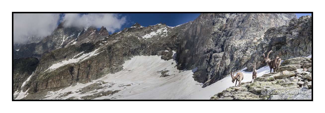 Stambecchi con vista delle Gran Murailles