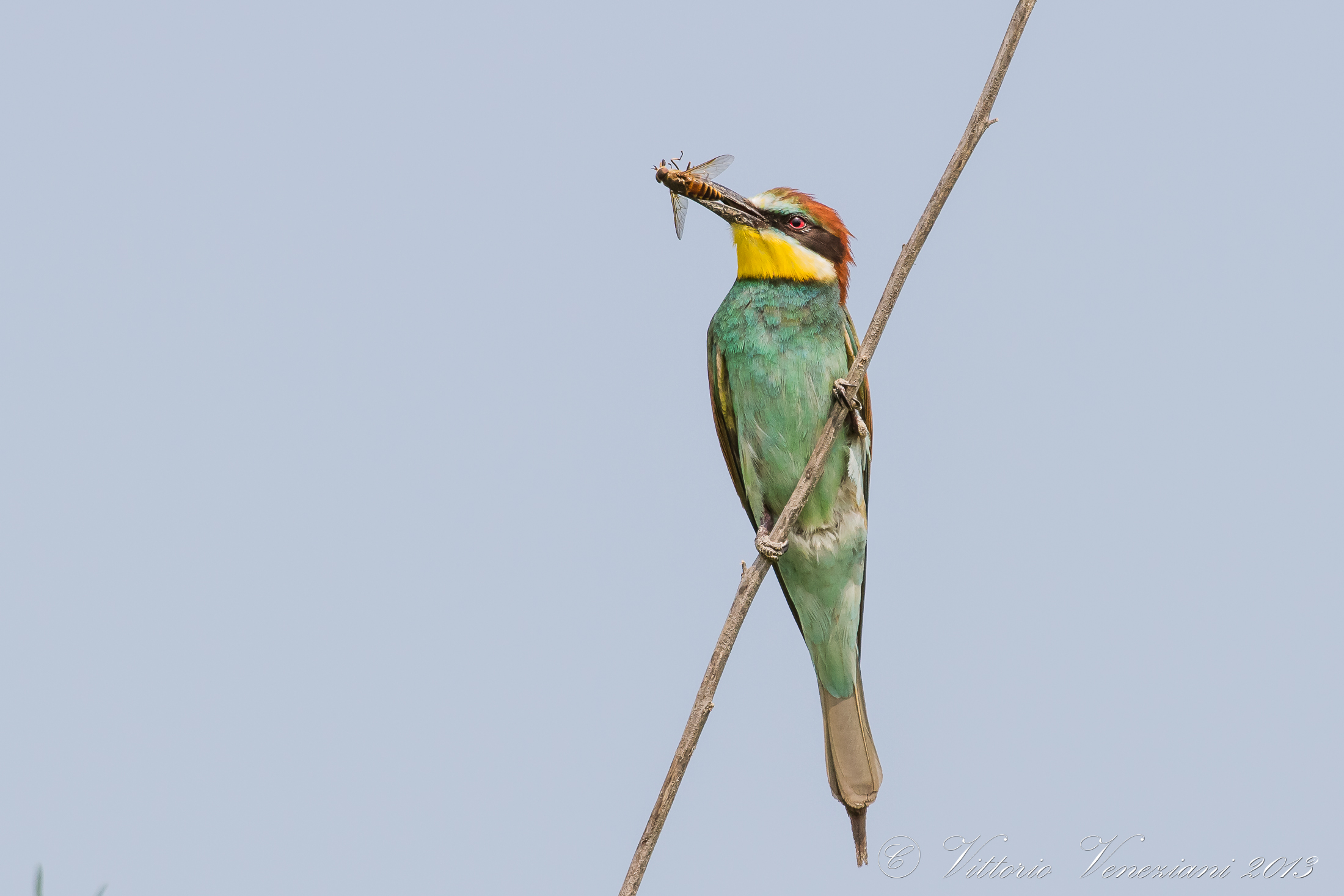 Bee-eater