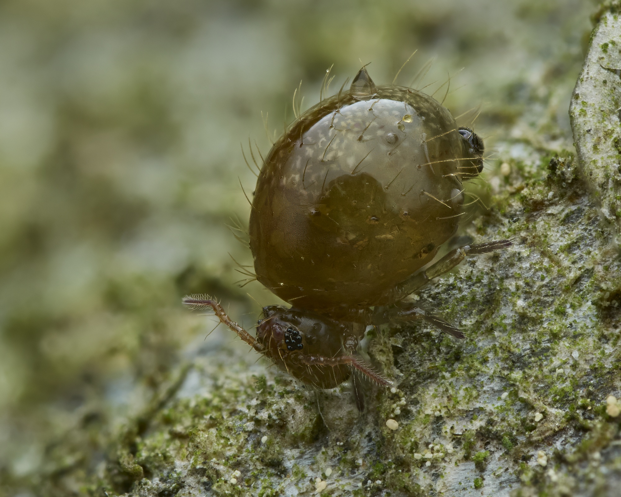 Allacma fusca