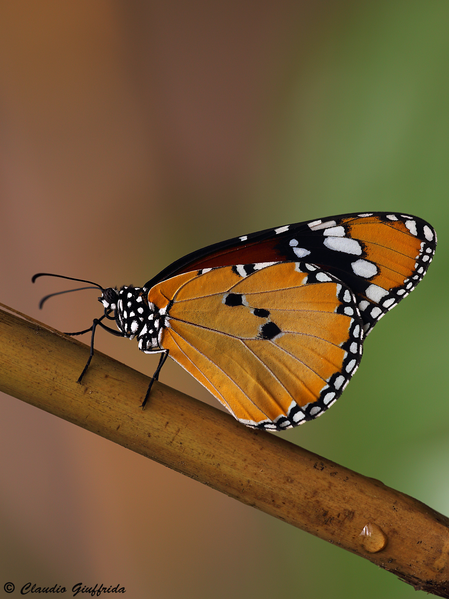 Danaus chrysippus -monarca africana-