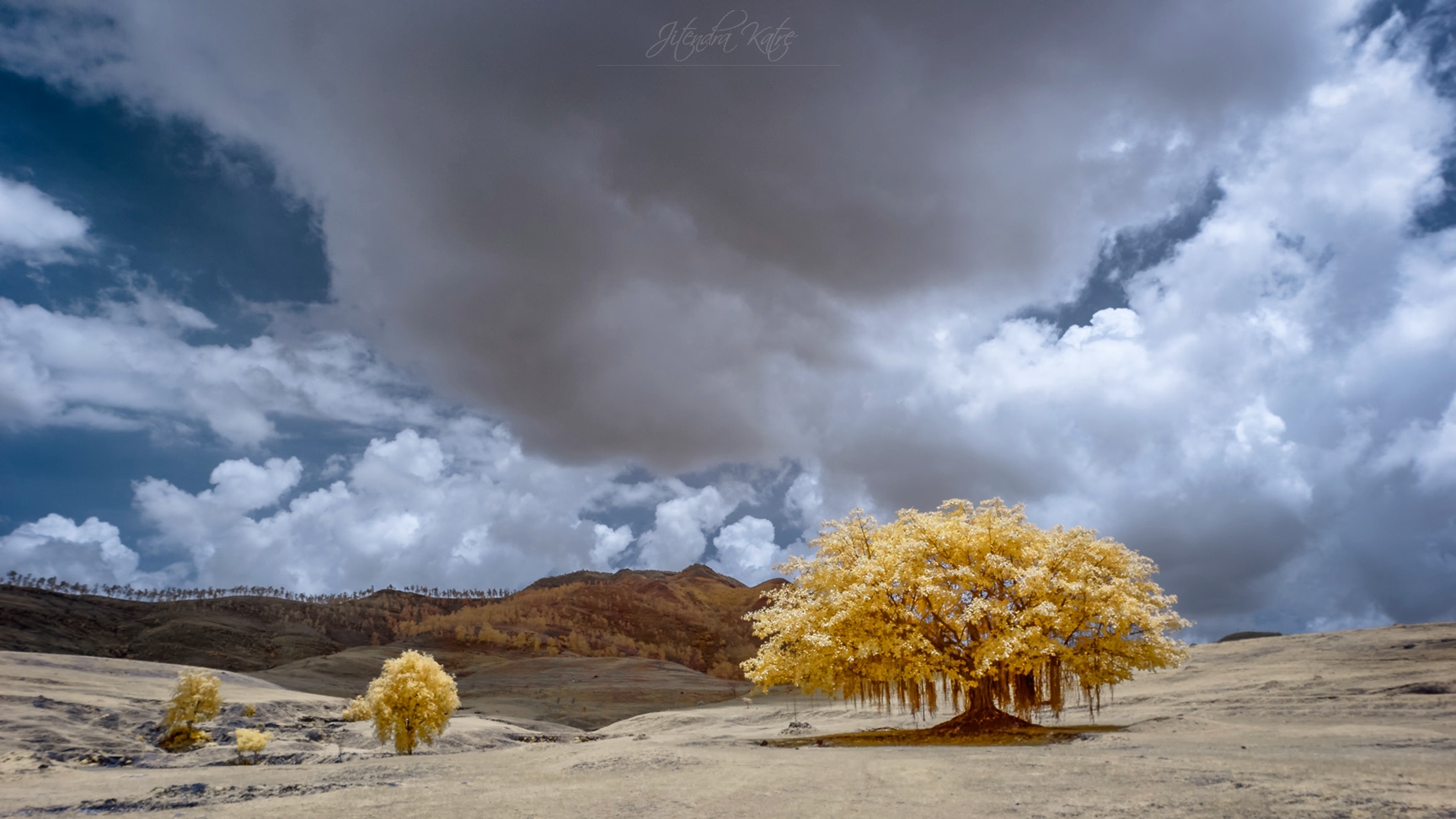 A tree under the clouds