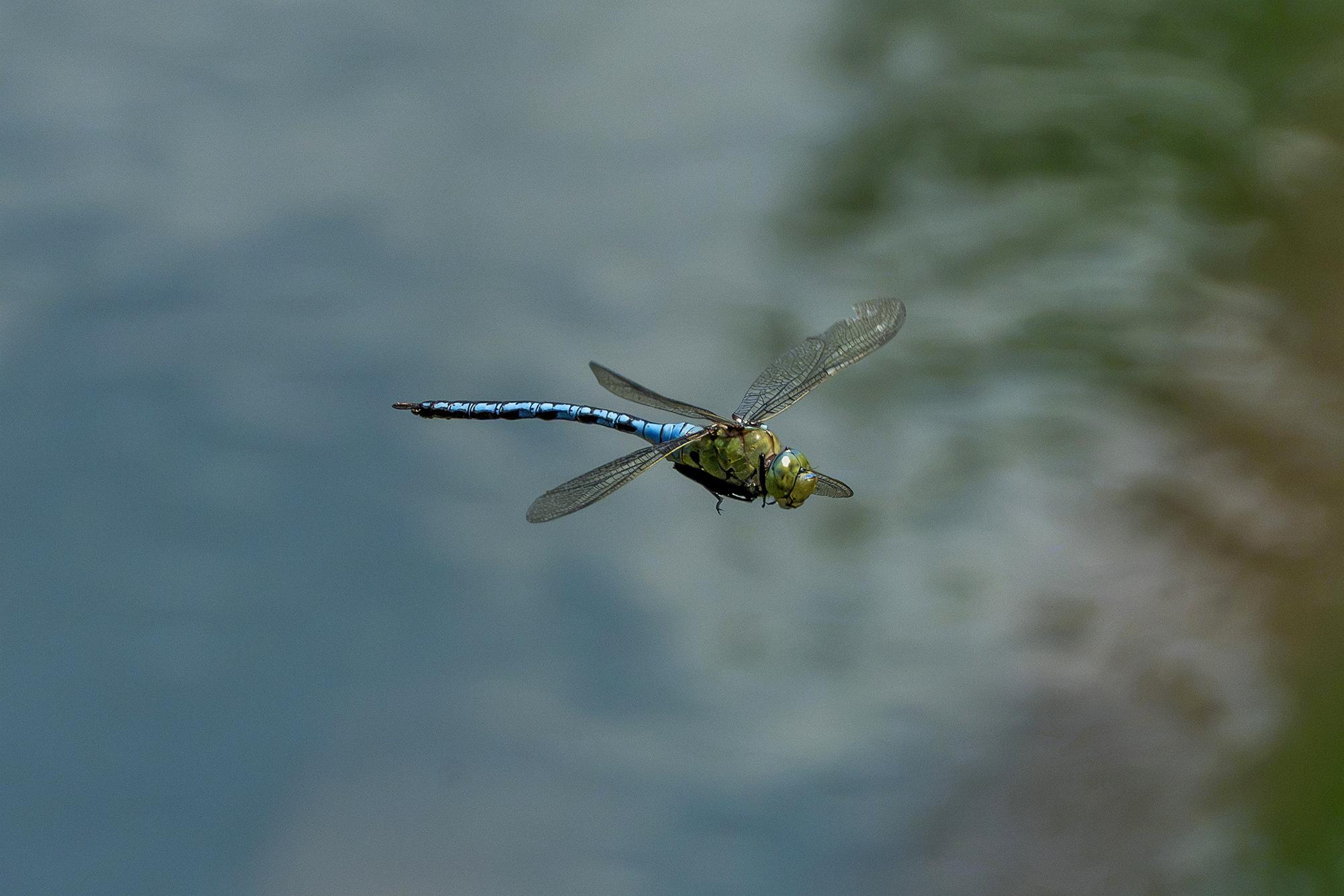 libellula in volo