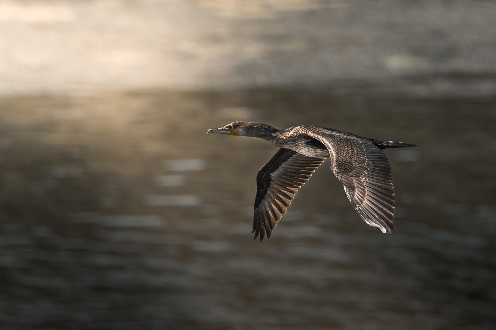 cormorano