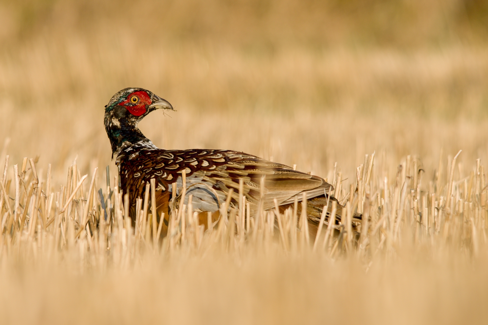 A young pheasant in sunrise