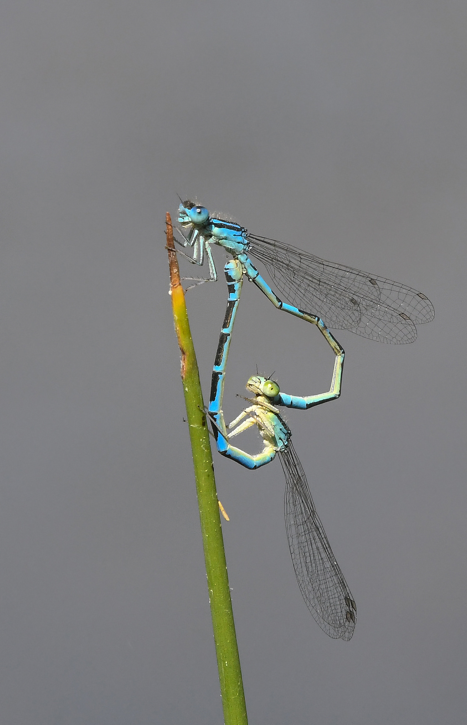 Azzurrina comune (Coenagrion puella)