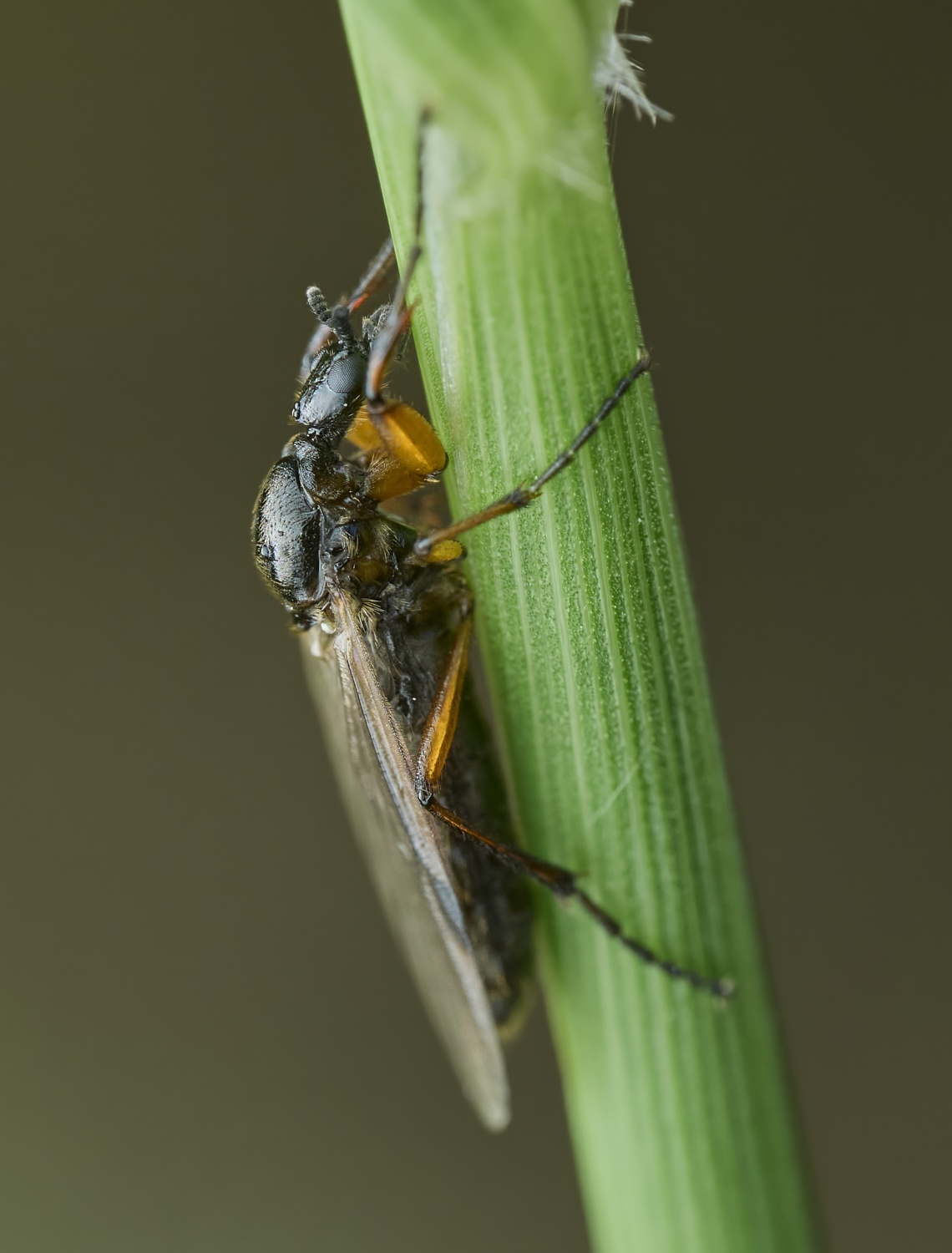 Bibio sp.