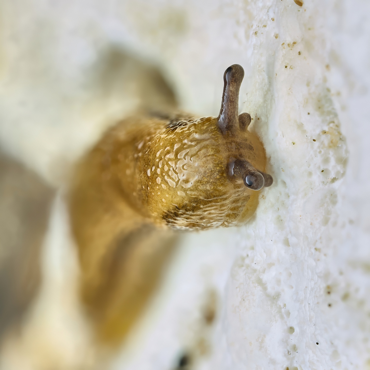 Arion fuscus