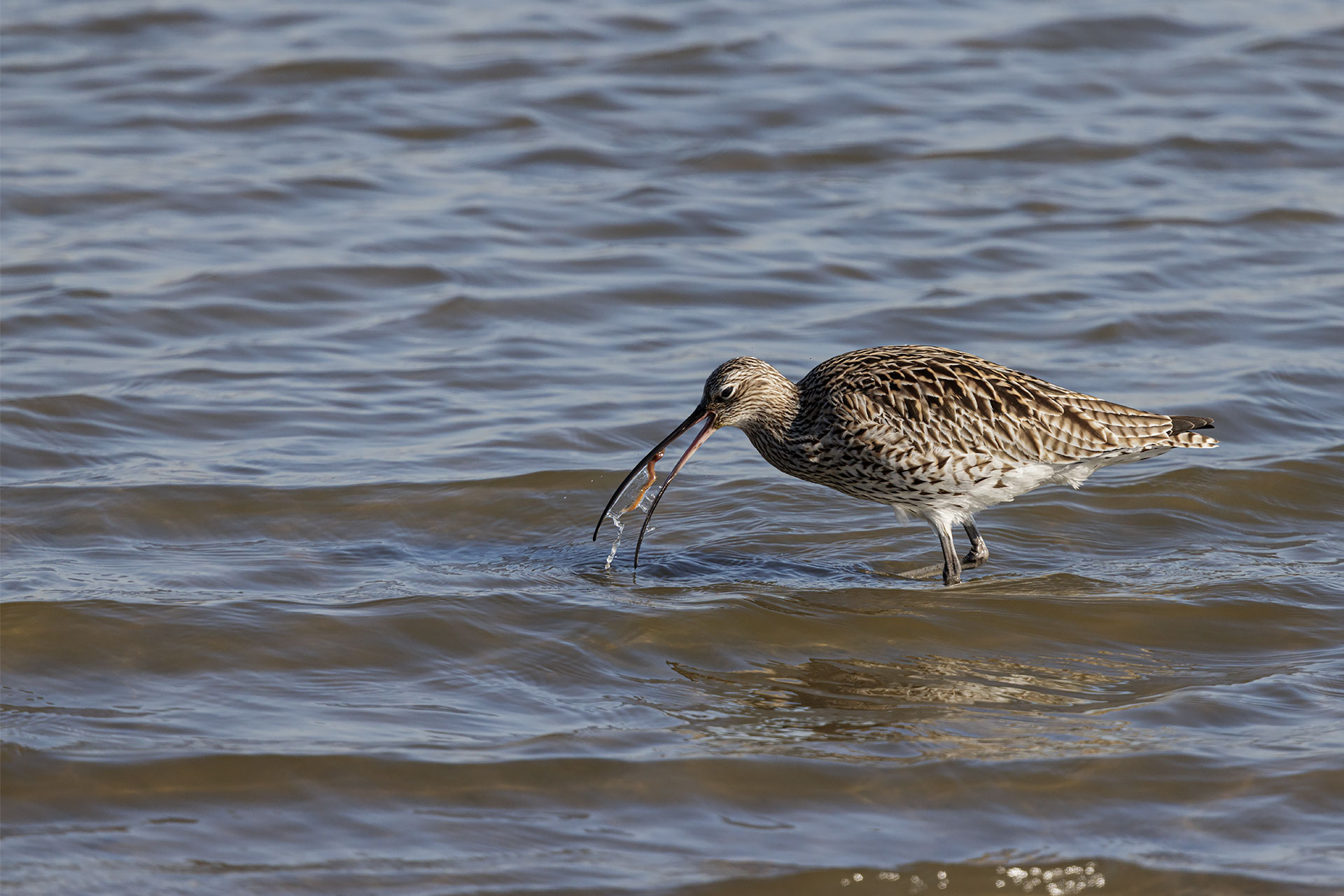 Greater Curlew