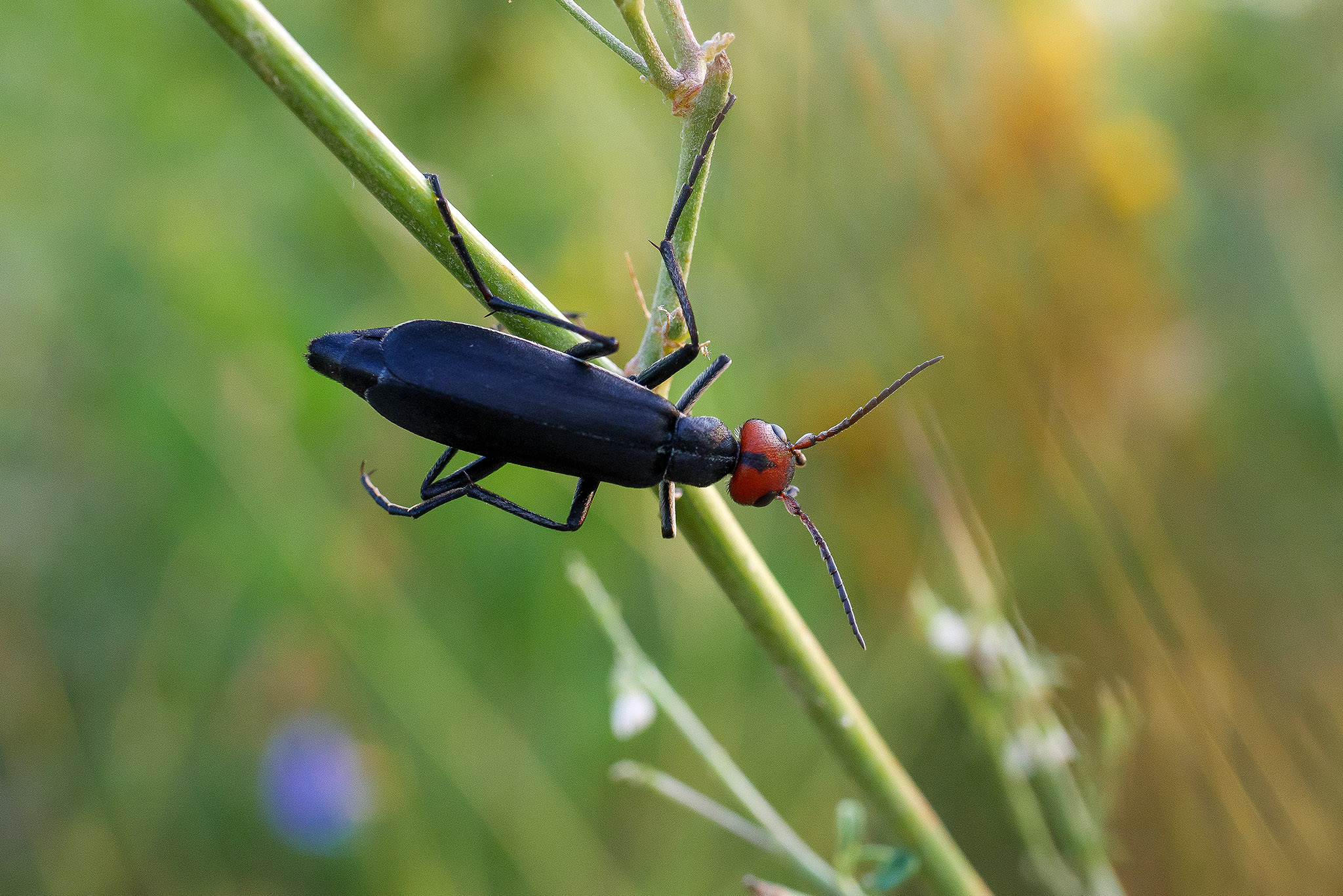 Red-headed blister beetle