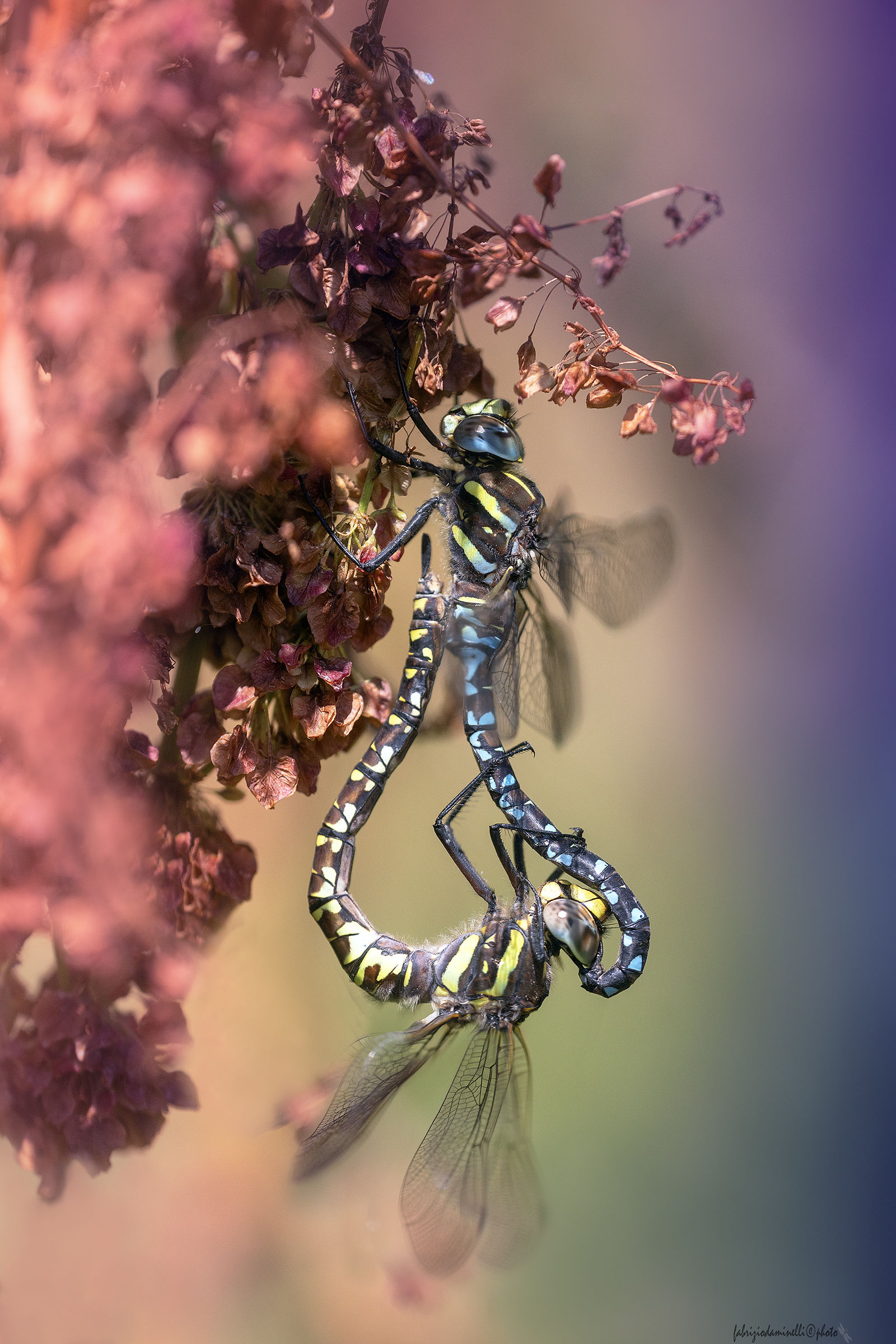 Aeshna juncea - copula