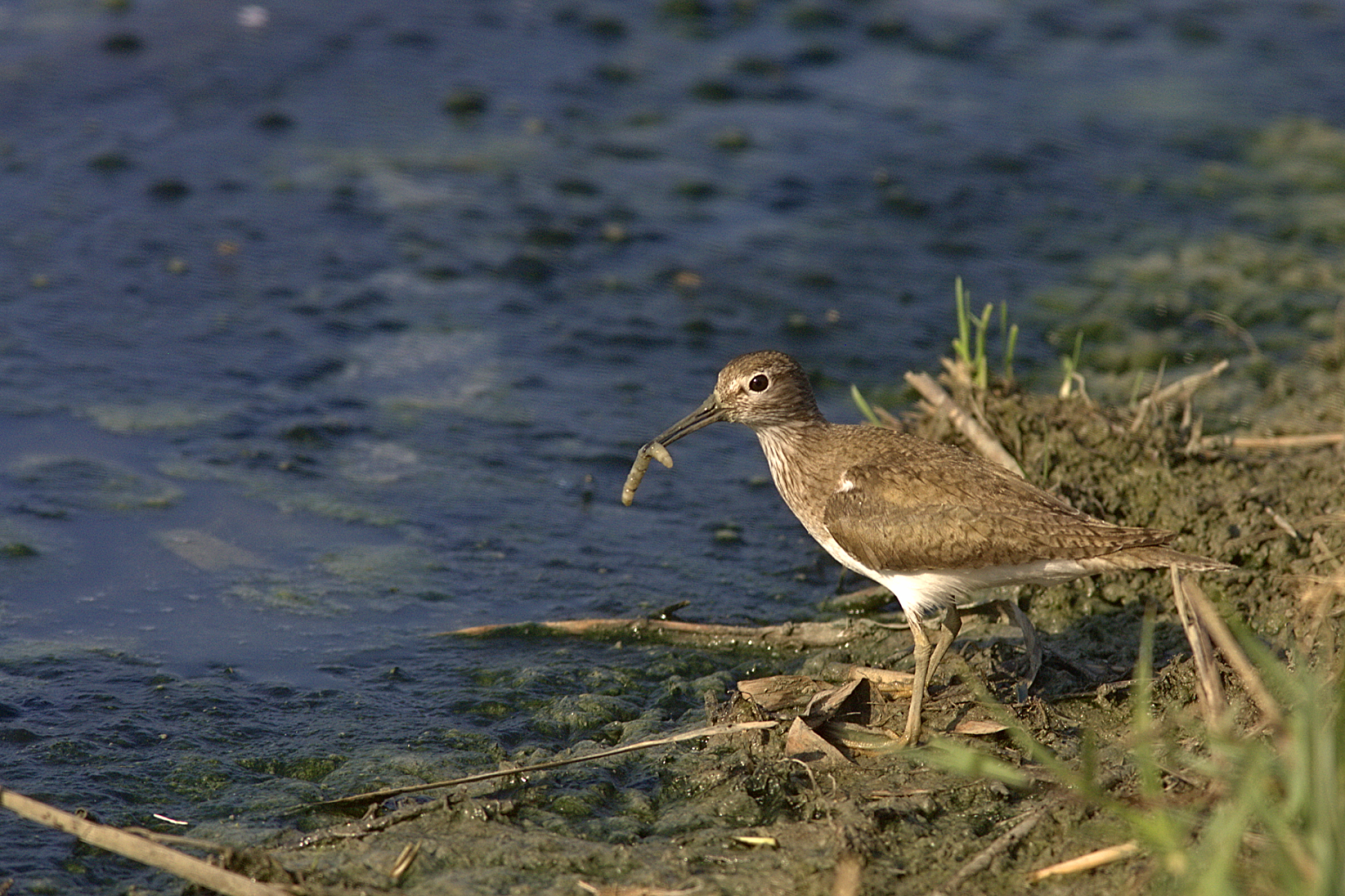 Piro Piro Piccolo con preda