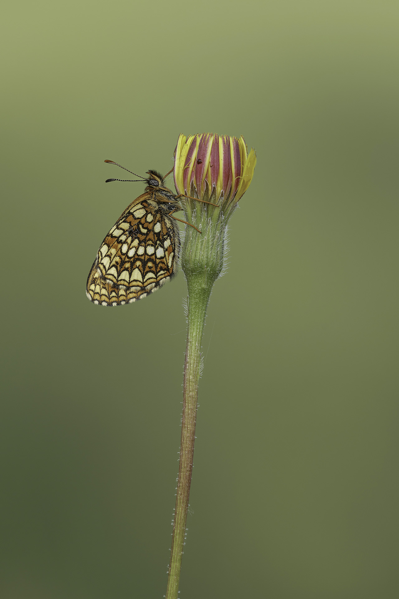 Melitea didyma