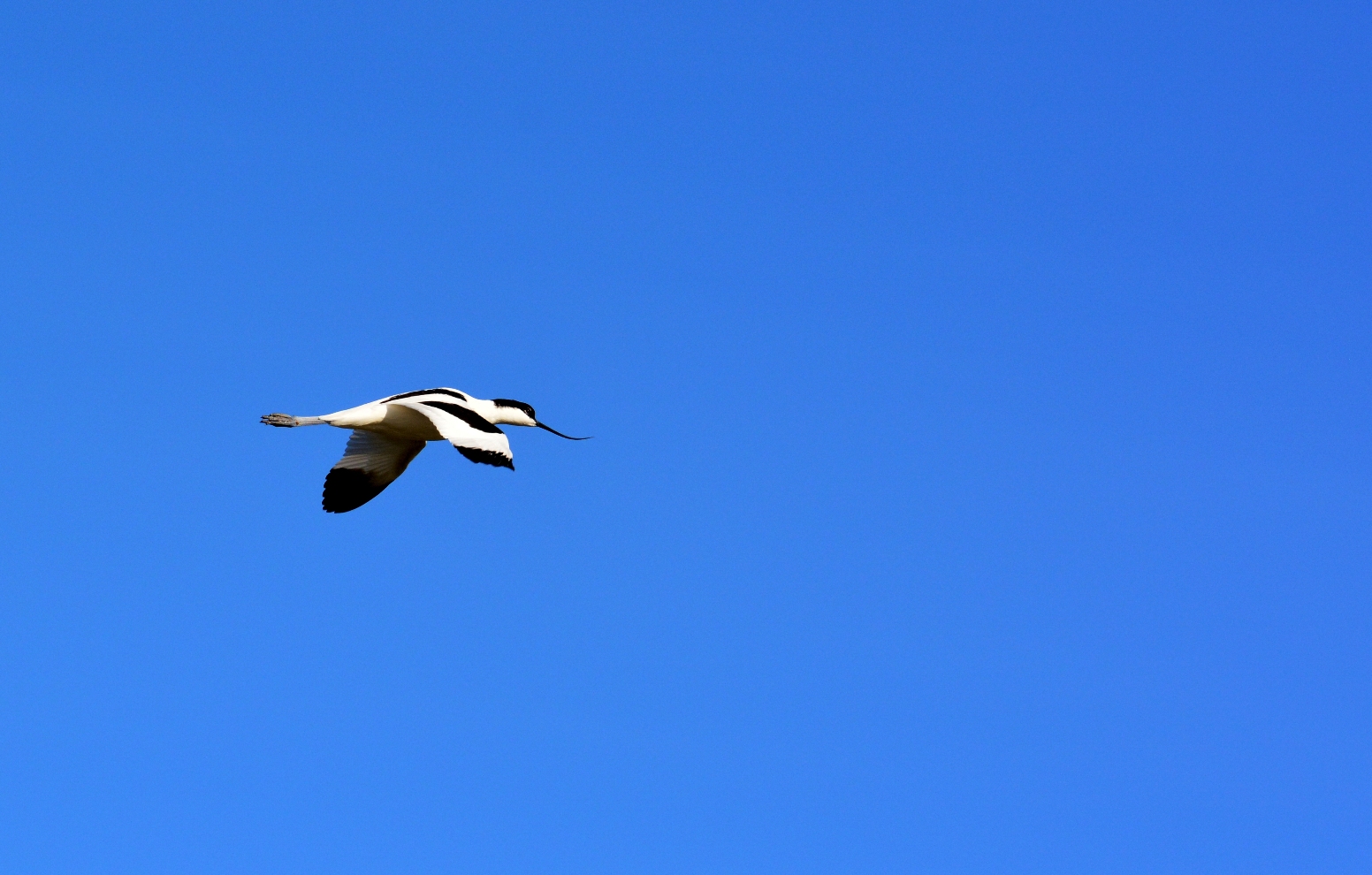 Avocetta