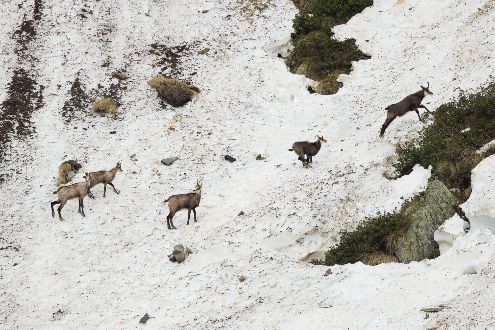 Life at high altitude