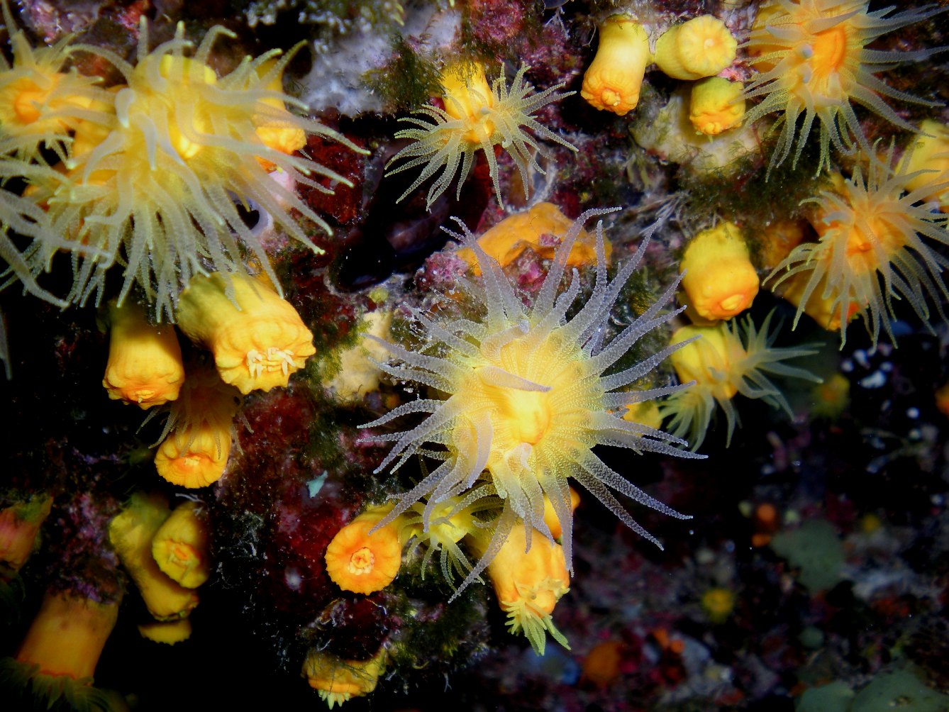 Parazoanthus Axinellae