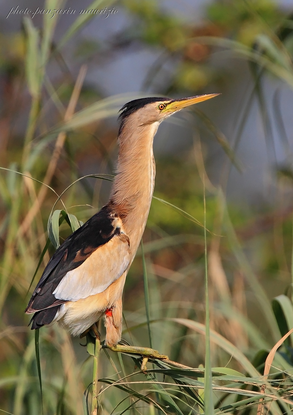 bittern