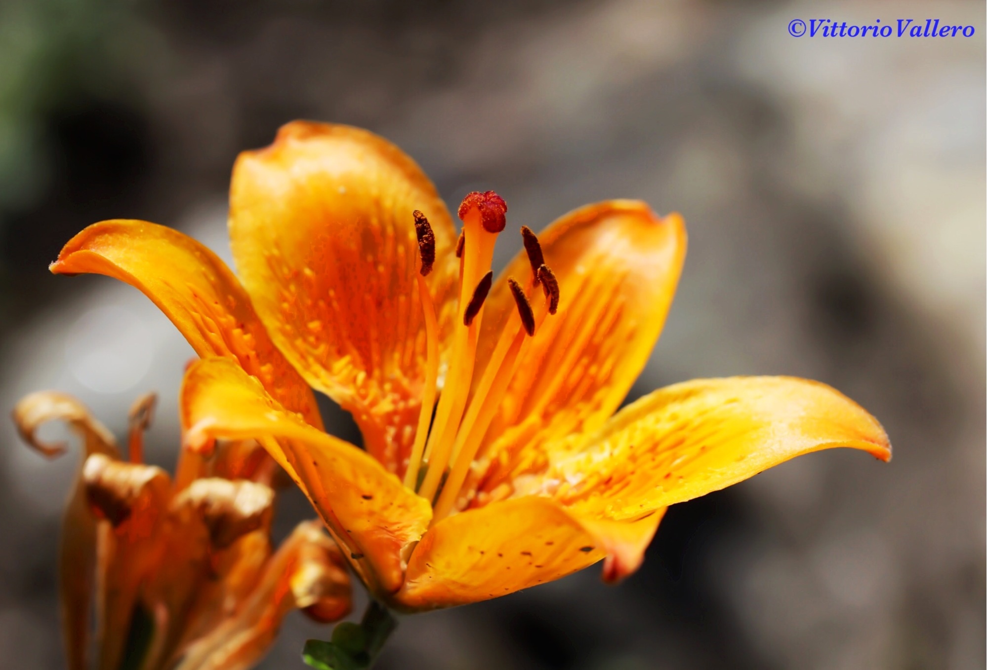 Lilium Orange
