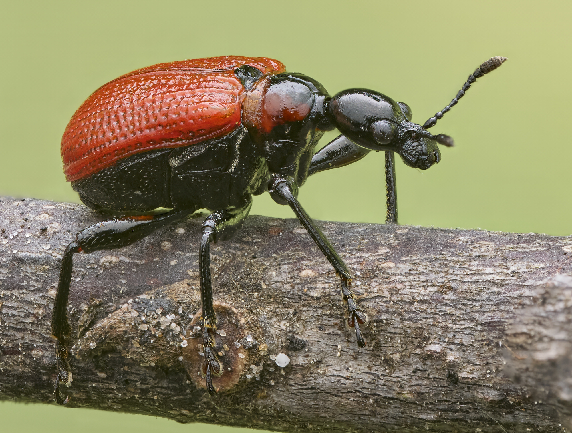 Apoderus coryli