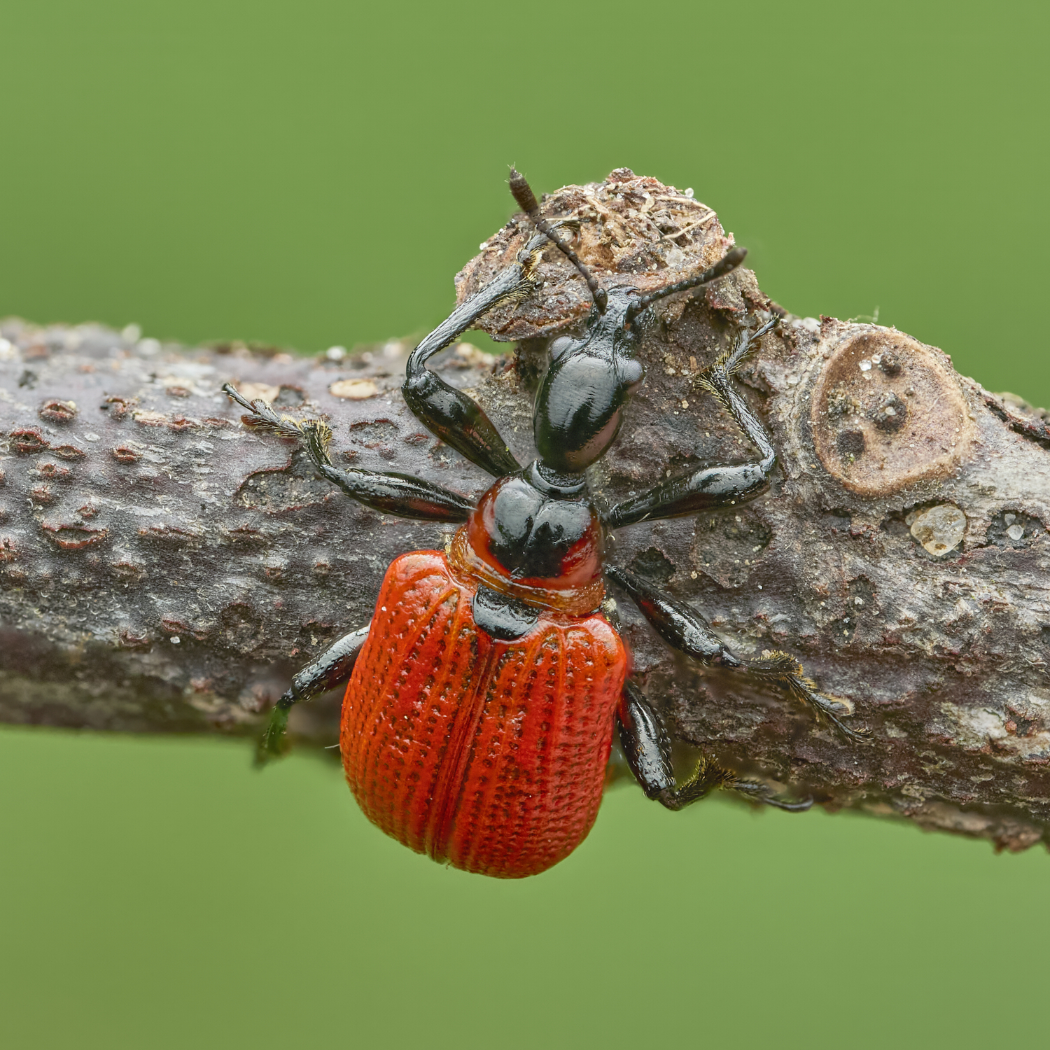 Apoderus coryli 2