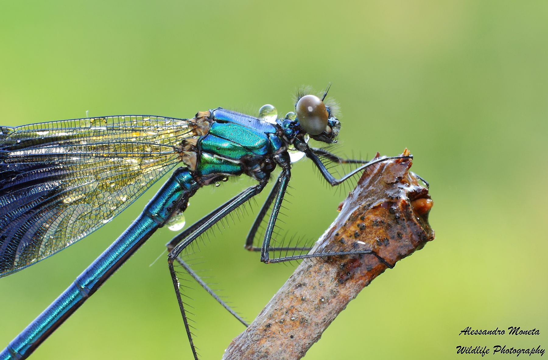 Portrait of Calopteryx