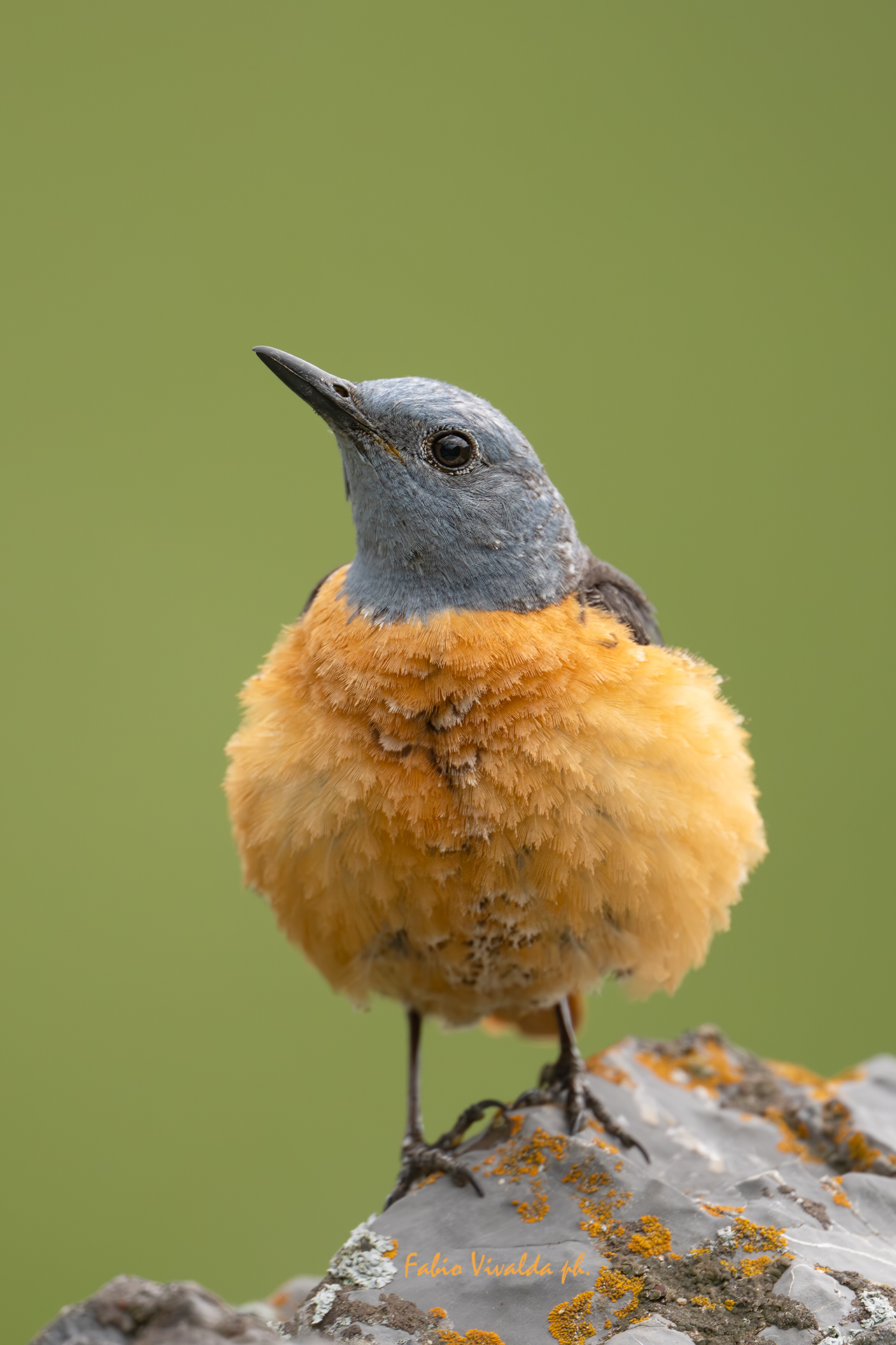 Pinco Pallo