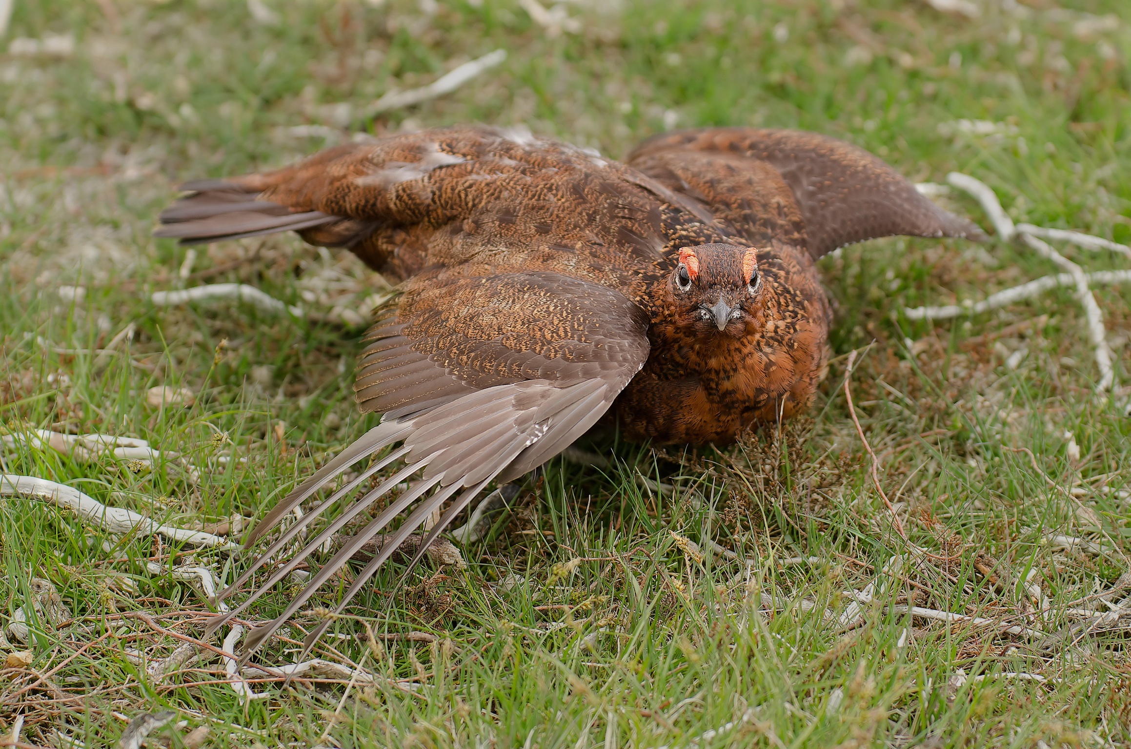 Red grouse arrabbiato