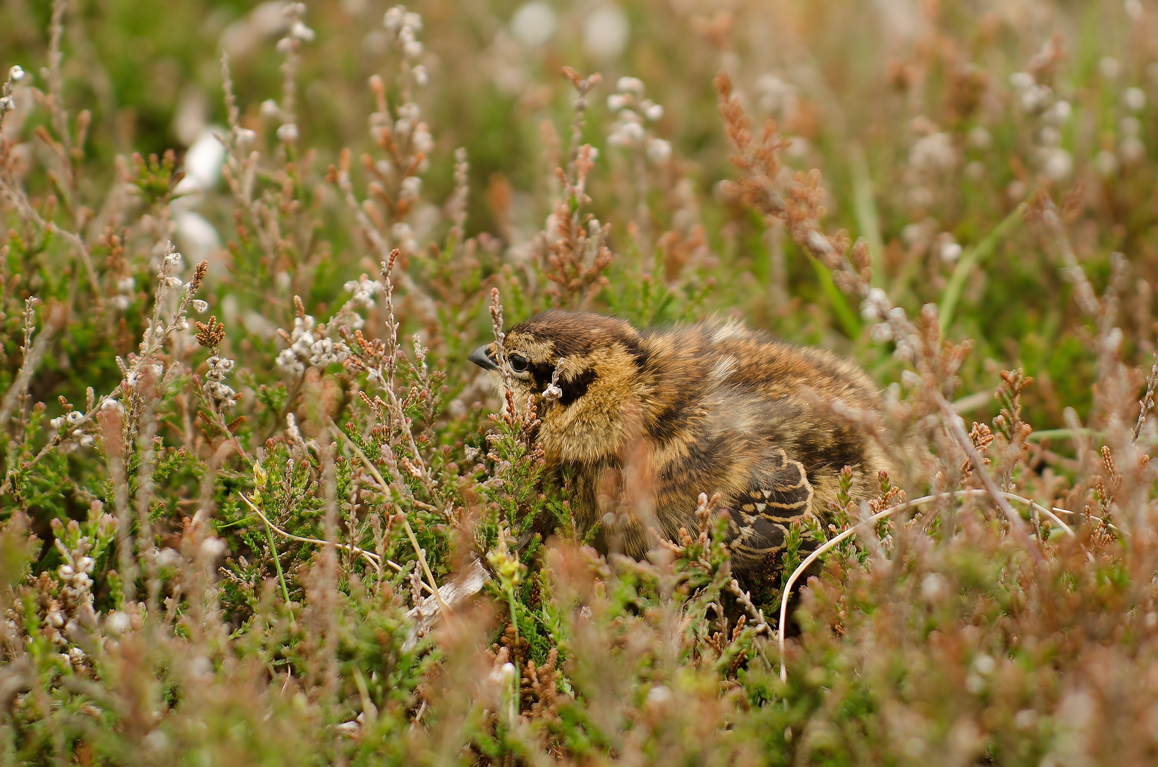 Piccolo di red grouse