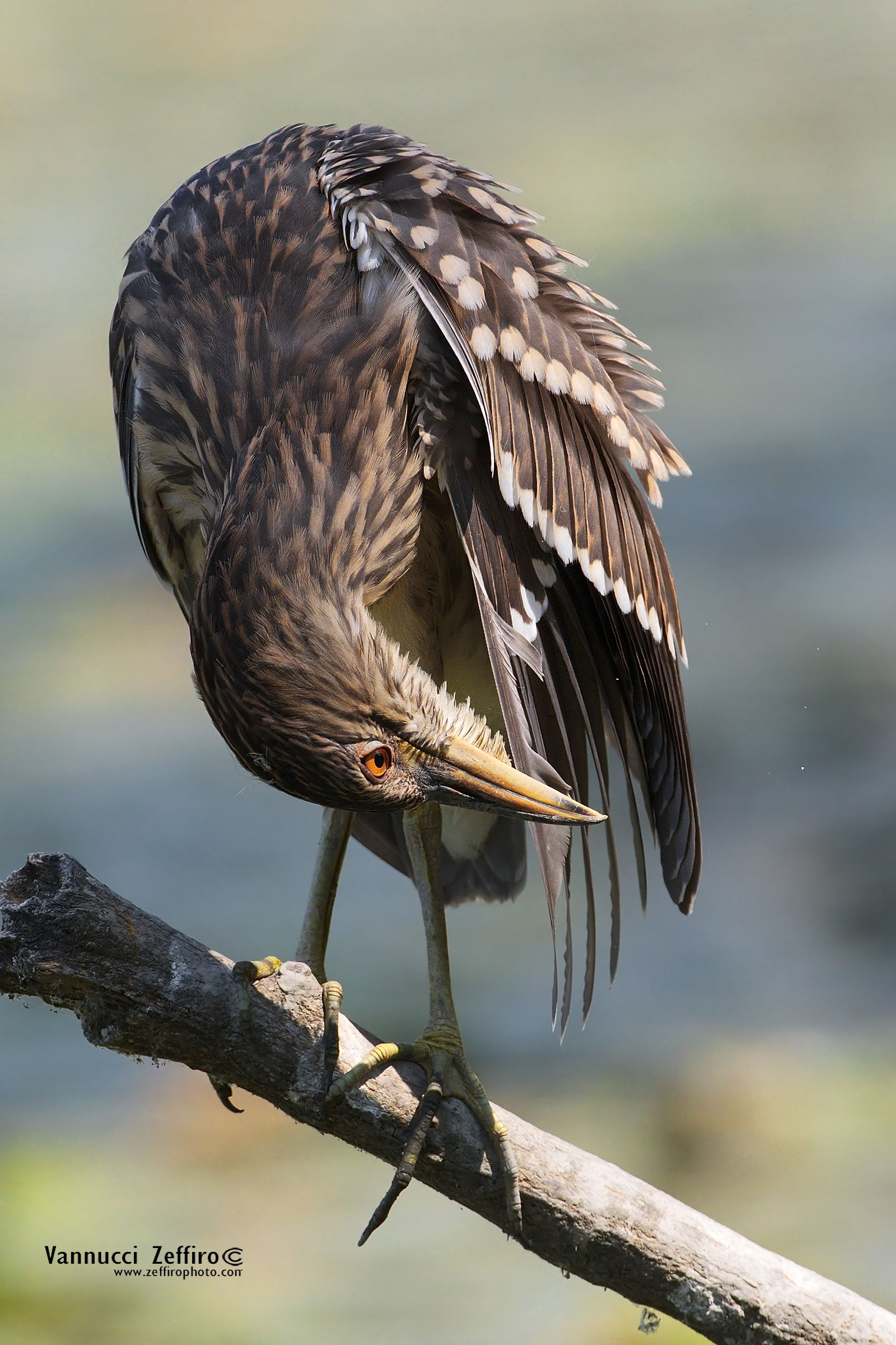 Night Heron Young