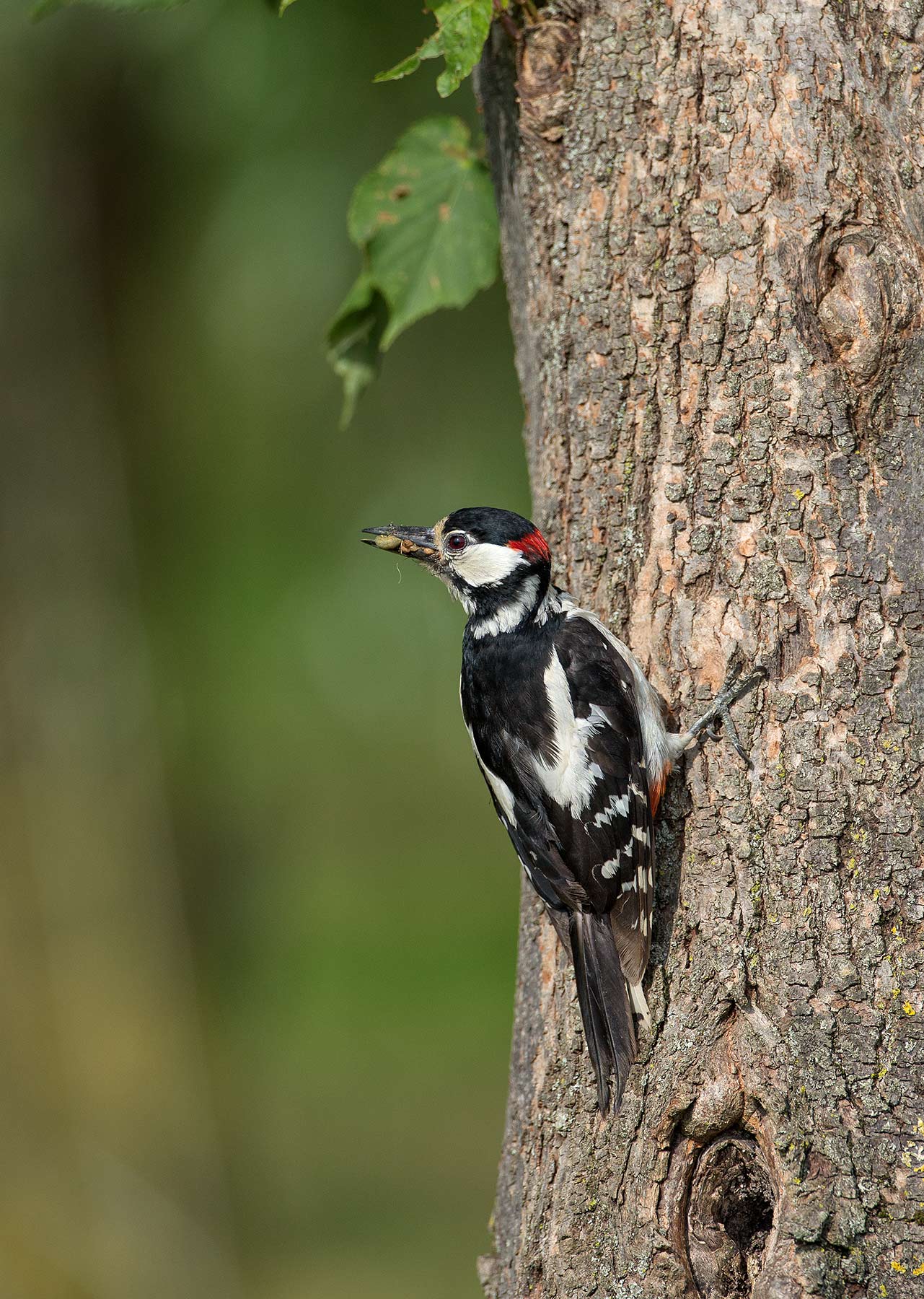 picchio rosso maggiore m