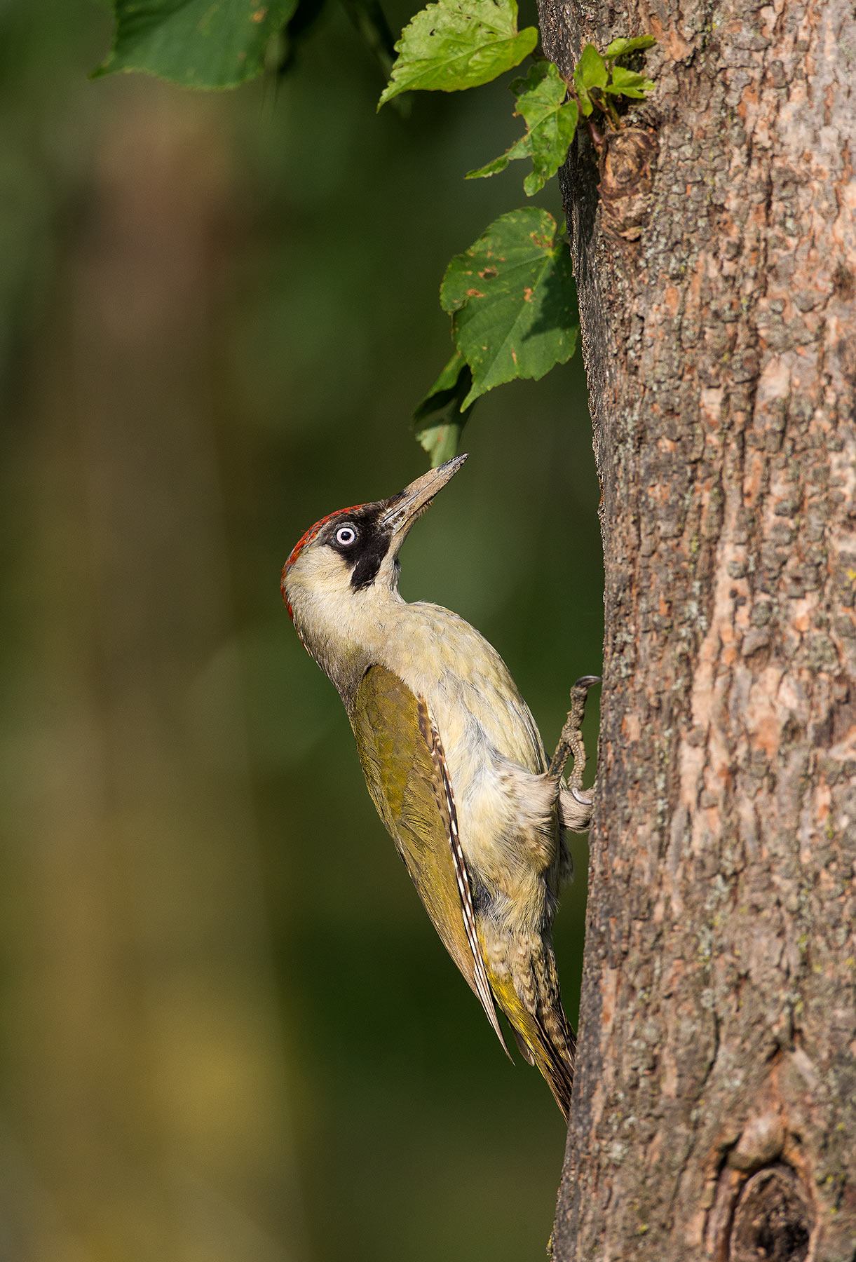 green woodpecker f