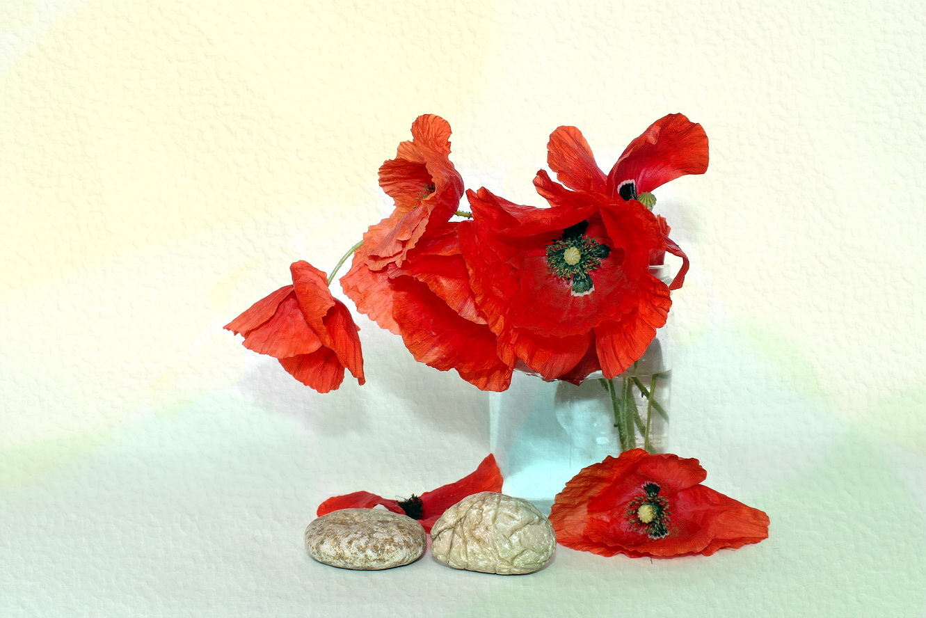 Papaver rhoeas